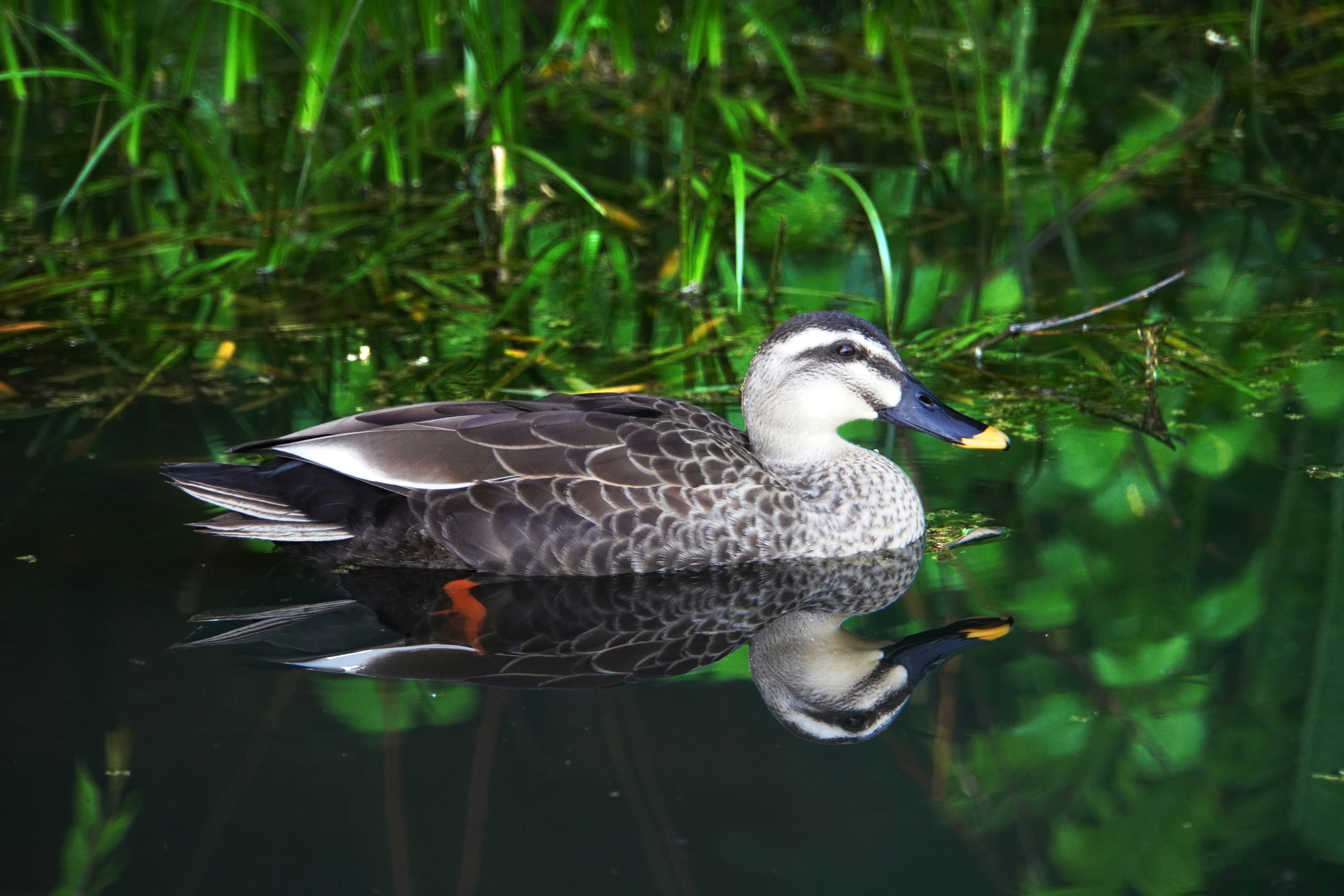 水辺の草むらにいるカモの横顔