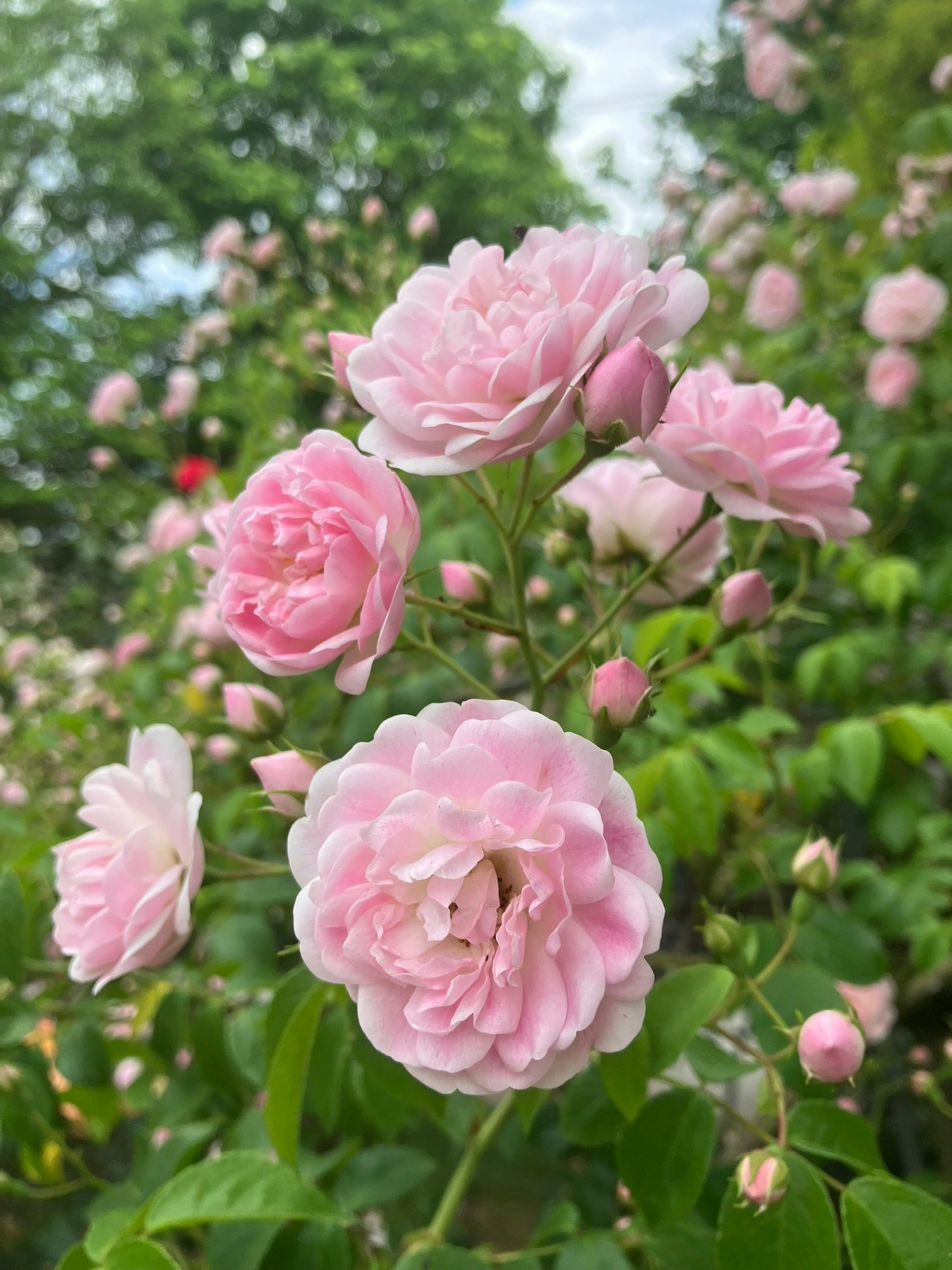 バラの花が咲く庭園の花畑