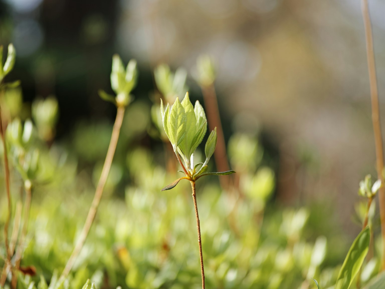 Photo en gros plan de pousses de plantes vertes avec un arrière-plan flou