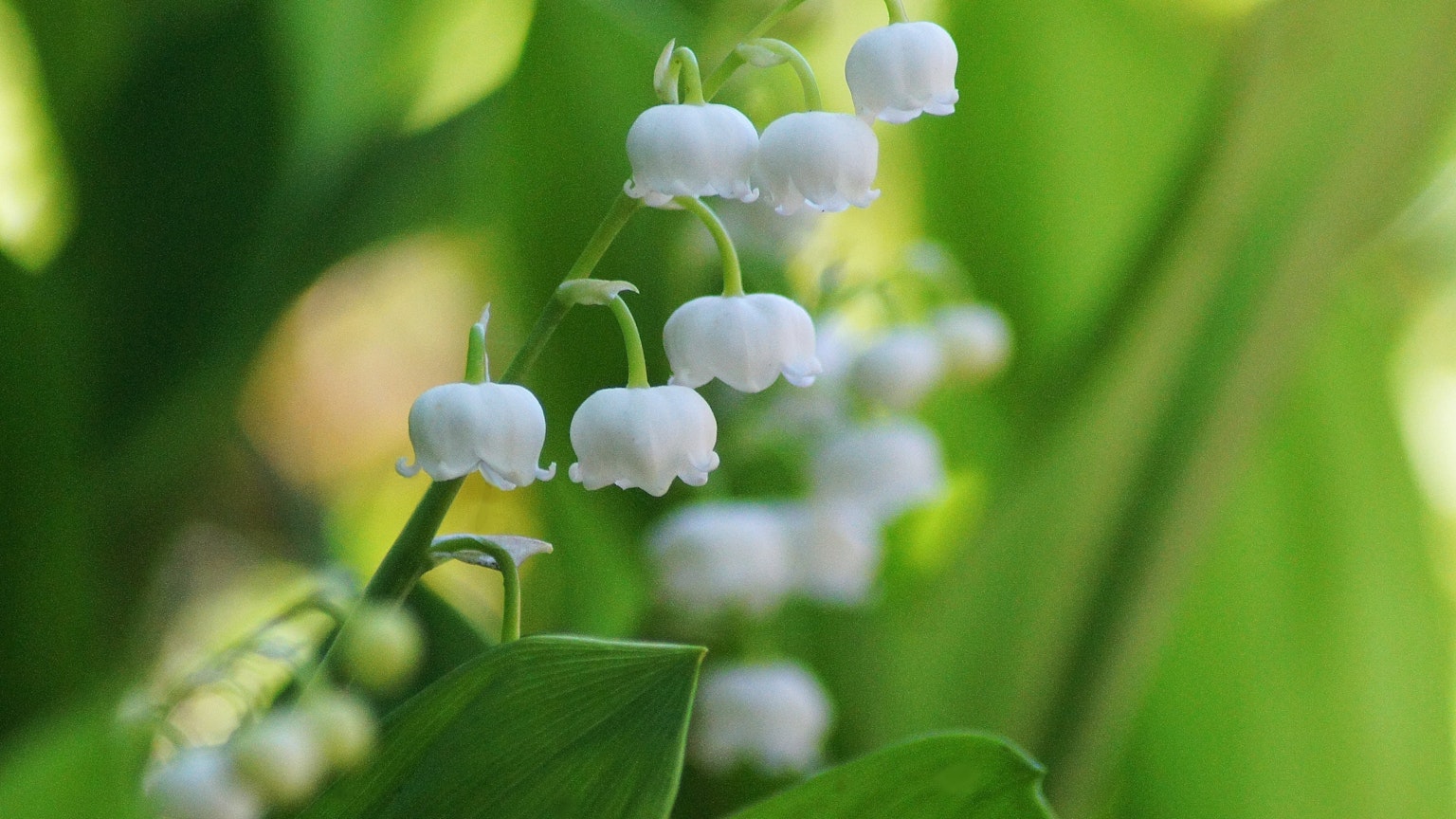Fiori bianchi a forma di campana circondati da foglie verdi