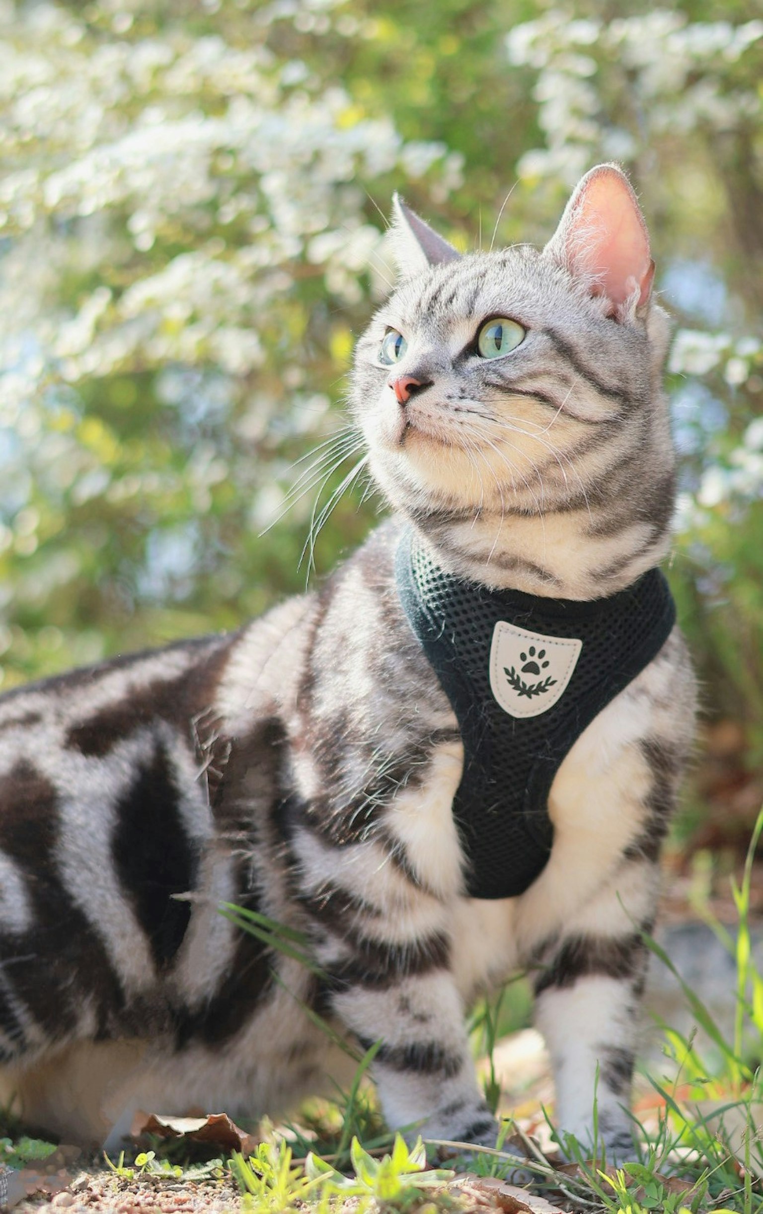Un bellissimo gatto American Shorthair con un'imbracatura che posa davanti ai fiori all'aperto