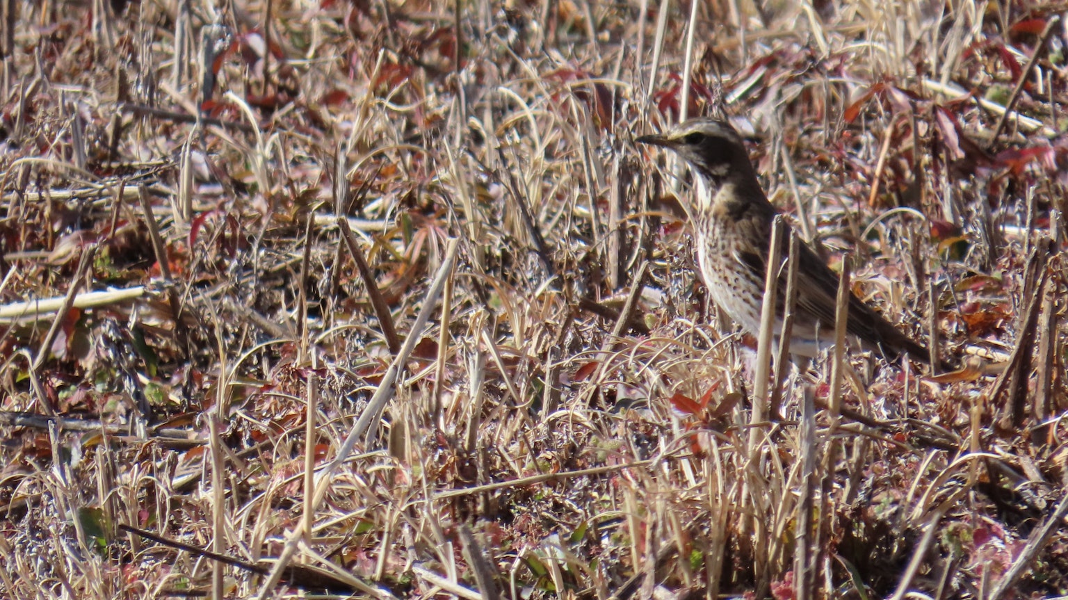 Image of a small bird in a grassy area surrounded by dry plants