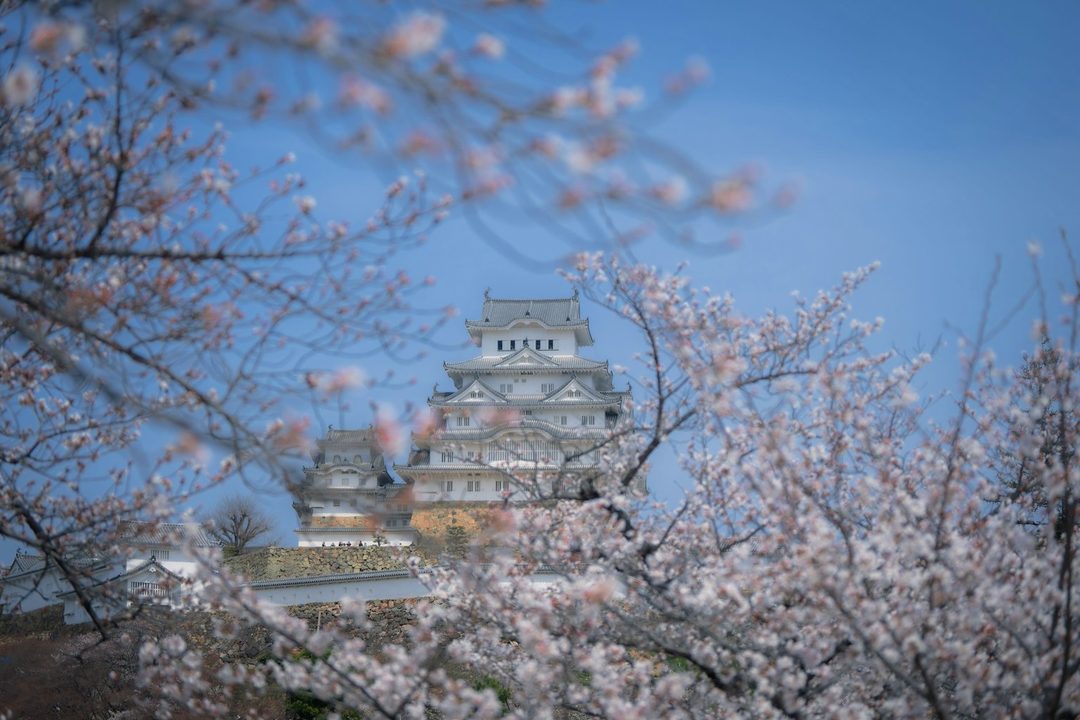Beautiful view of Himeji Castle surrounded by blooming cherry blossoms