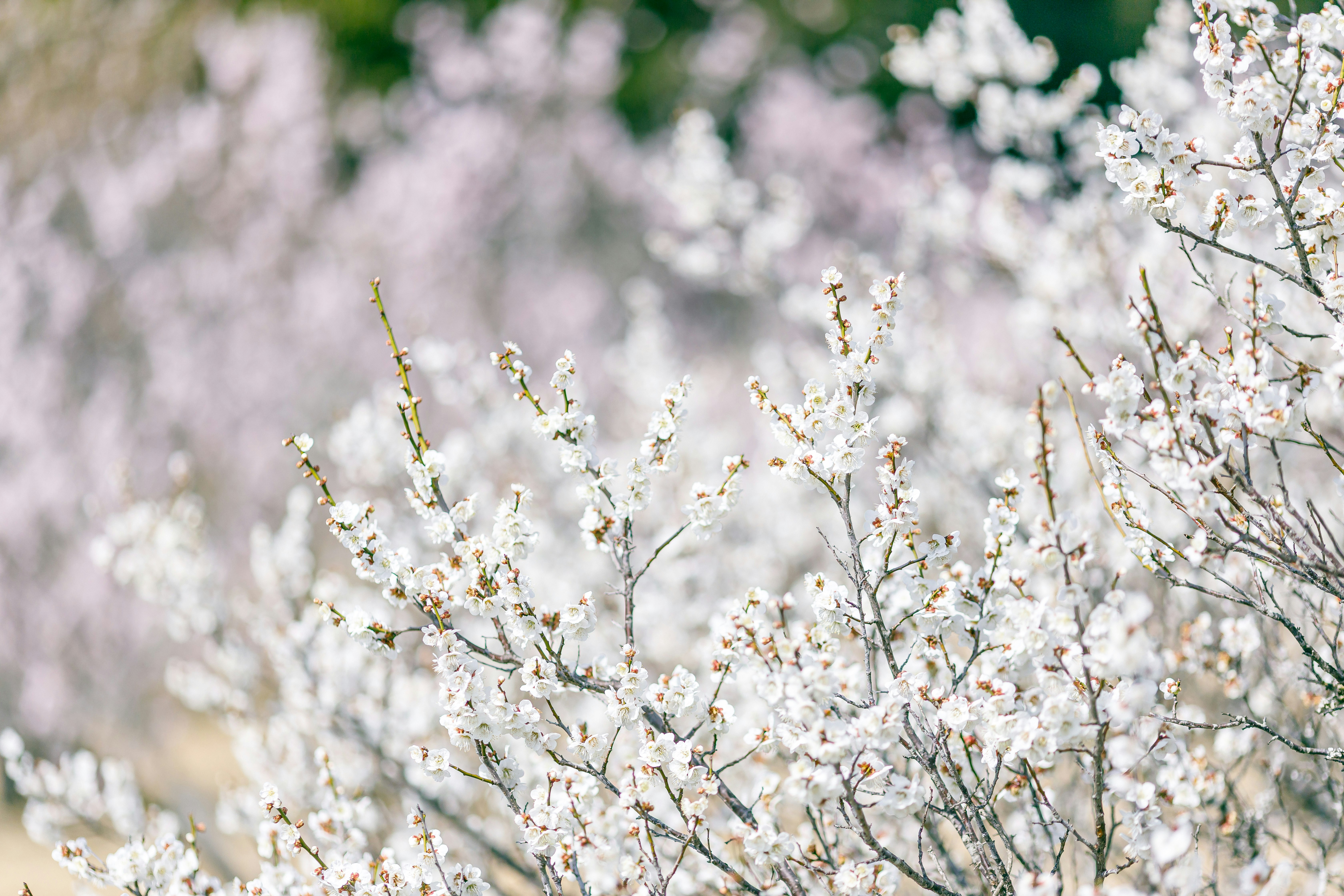 白梅の花が咲く枝先の春の風景