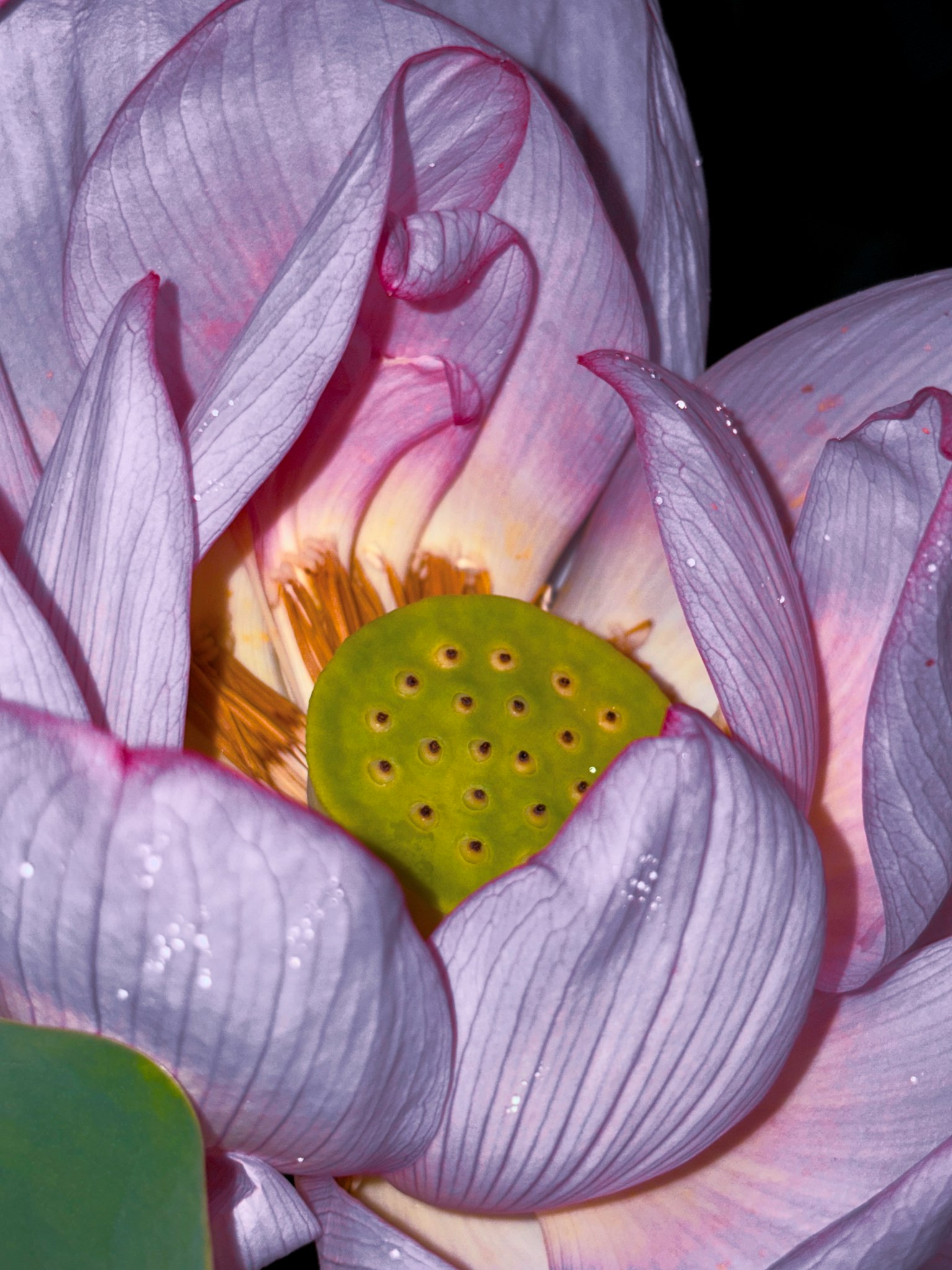 Close-up bunga teratai yang indah dengan kelopak pink halus dan polong biji hijau