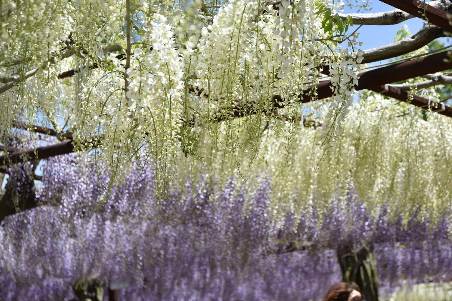 Magnifique paysage avec des fleurs de glycine violettes et blanches