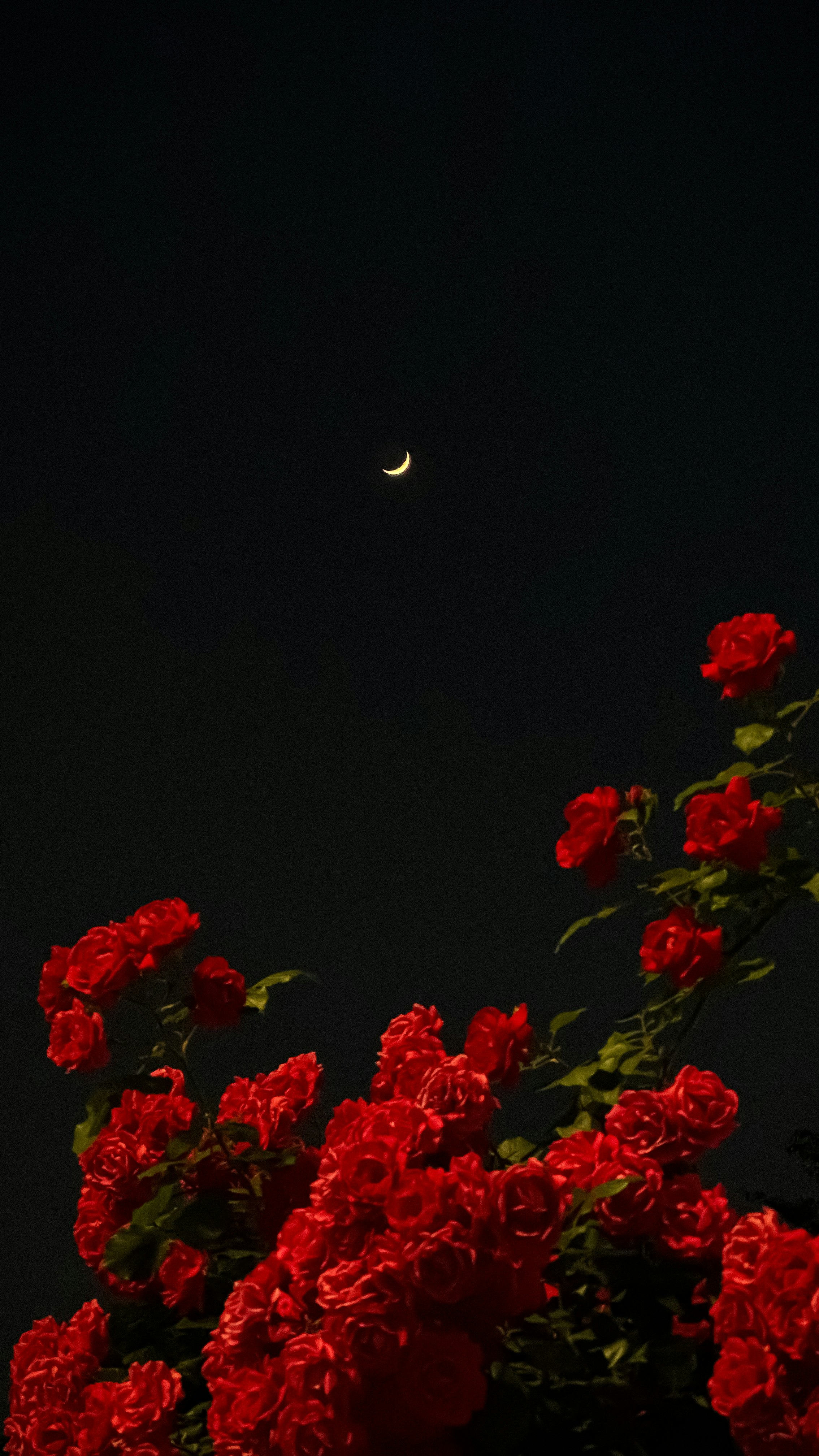 黒背景に赤いカーネーションの花束