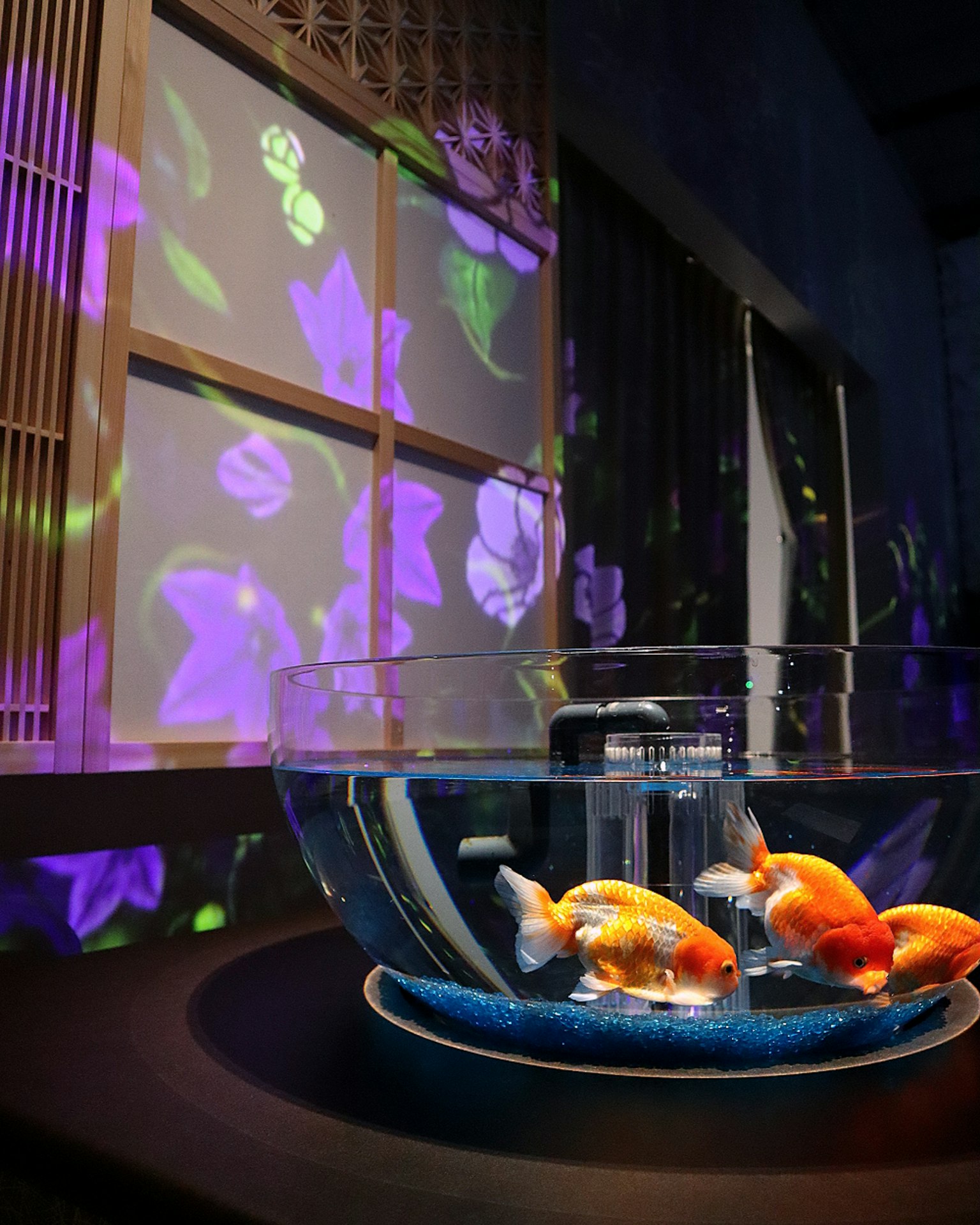 Goldfische schwimmen in einer Schüssel mit floralen Projektionen an der Wand