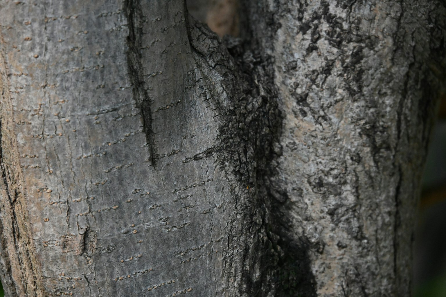 Detailed texture and patterns of a tree trunk