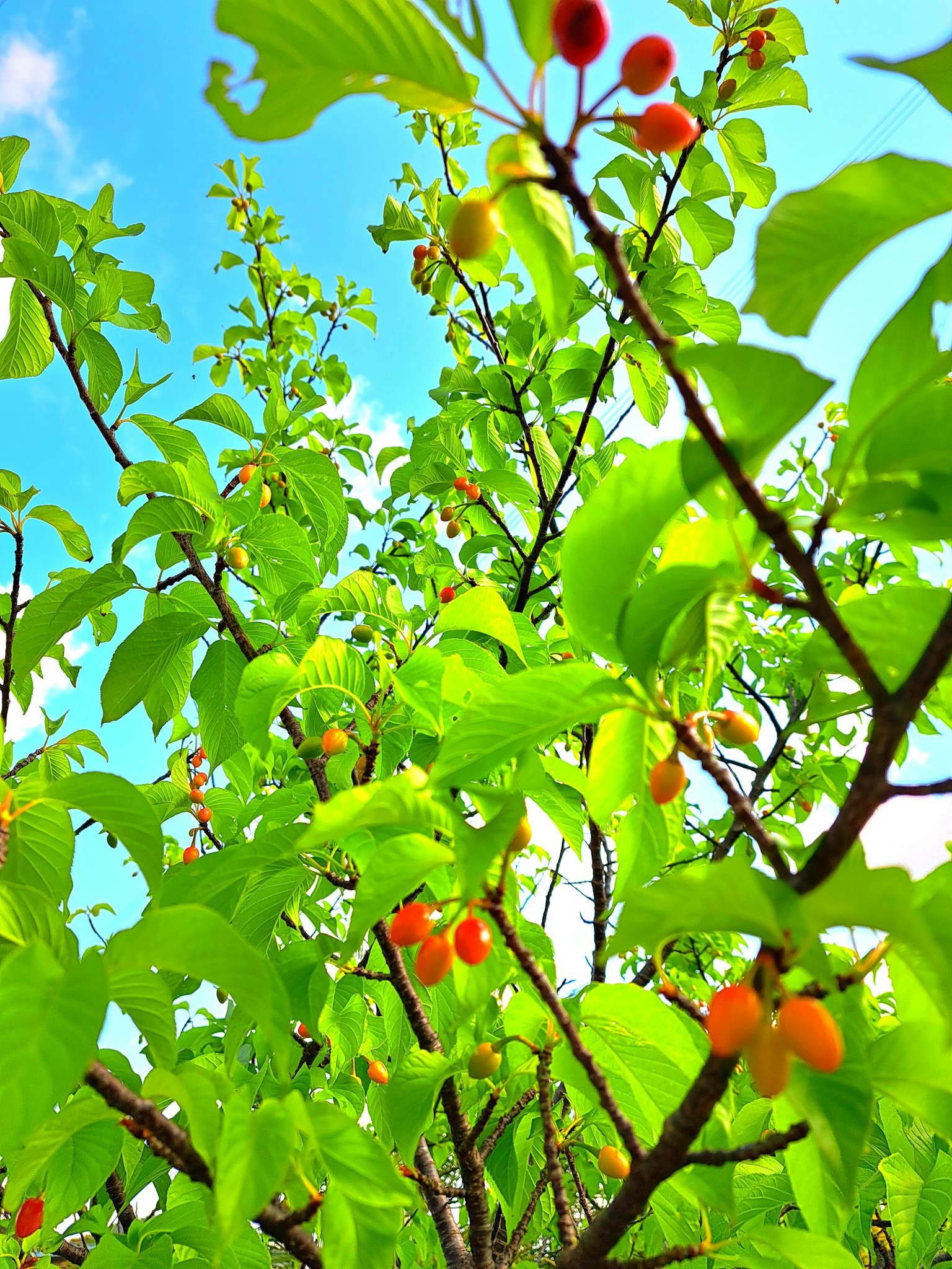 Kedekatan cabang pohon dengan daun hijau cerah dan buah merah