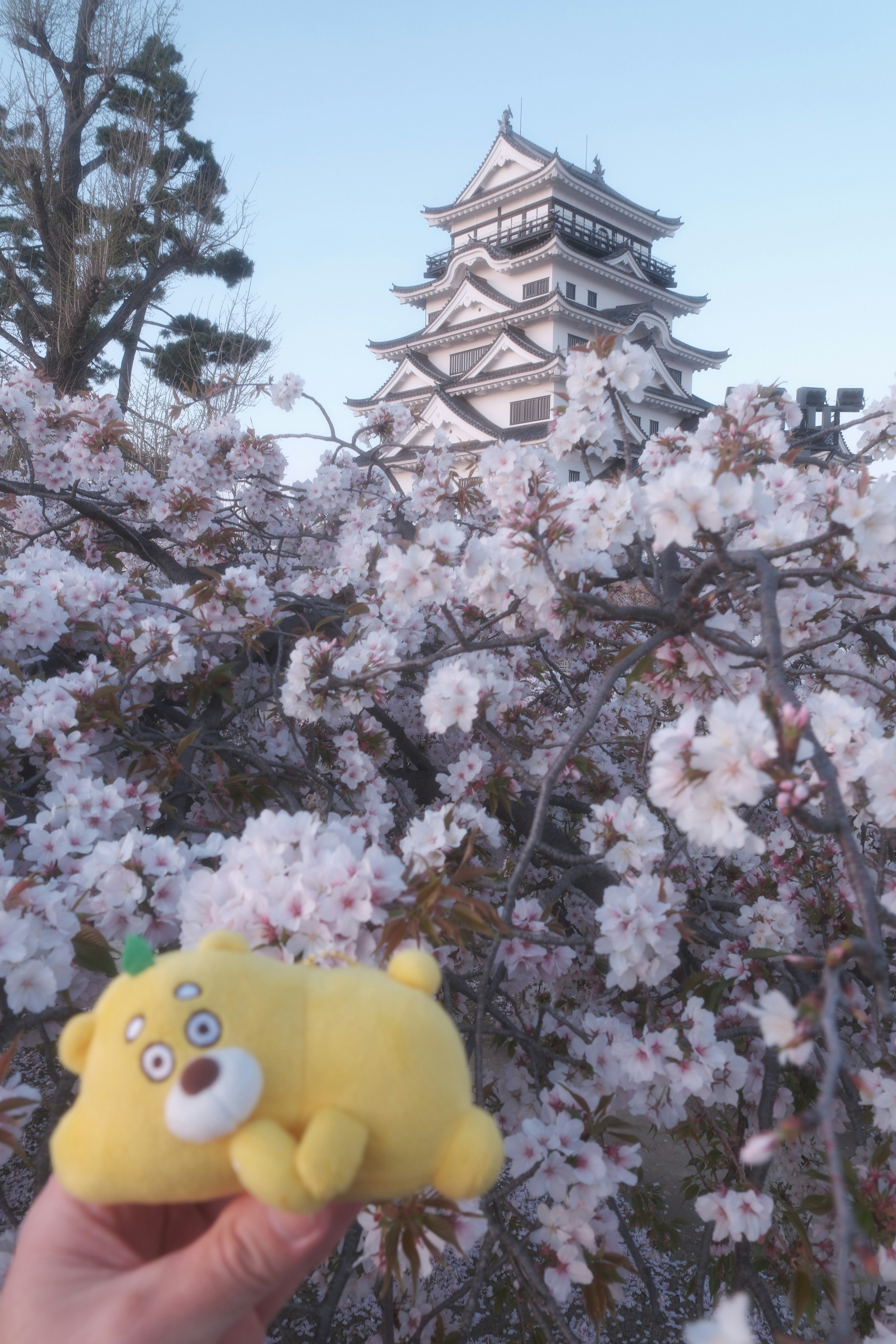 福山城と桜の花の前でぬいぐるみを手に持つ