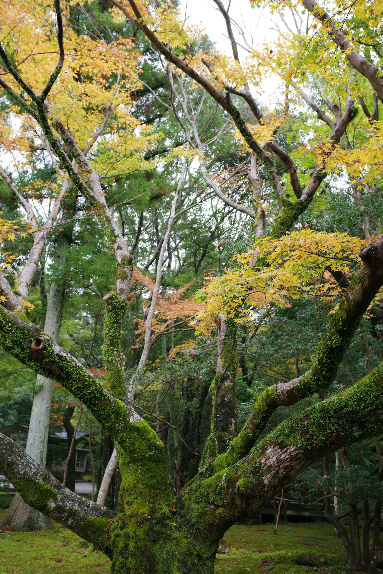Tronco d'albero coperto di muschio con foglie gialle in una foresta verde