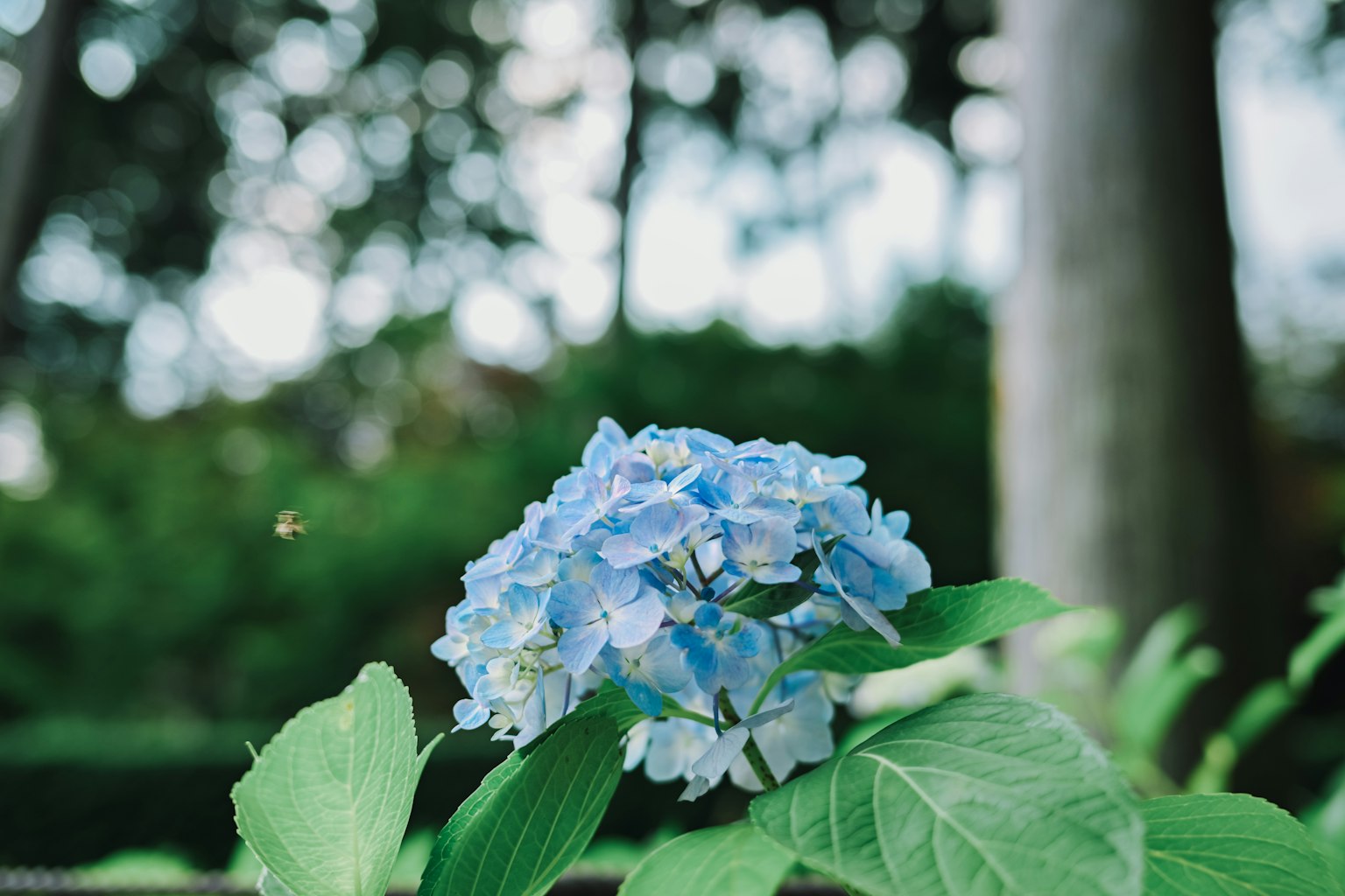 Primer plano de una flor de hortensia azul con hojas verdes en un jardín