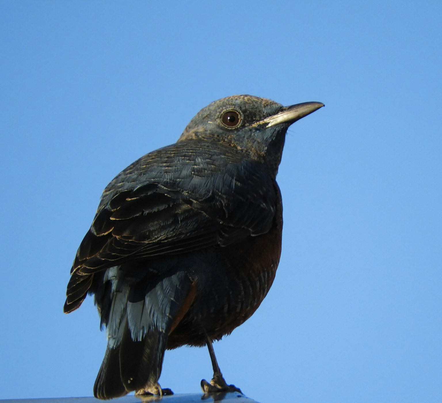青空の背景に立つ黒い鳥のクローズアップ