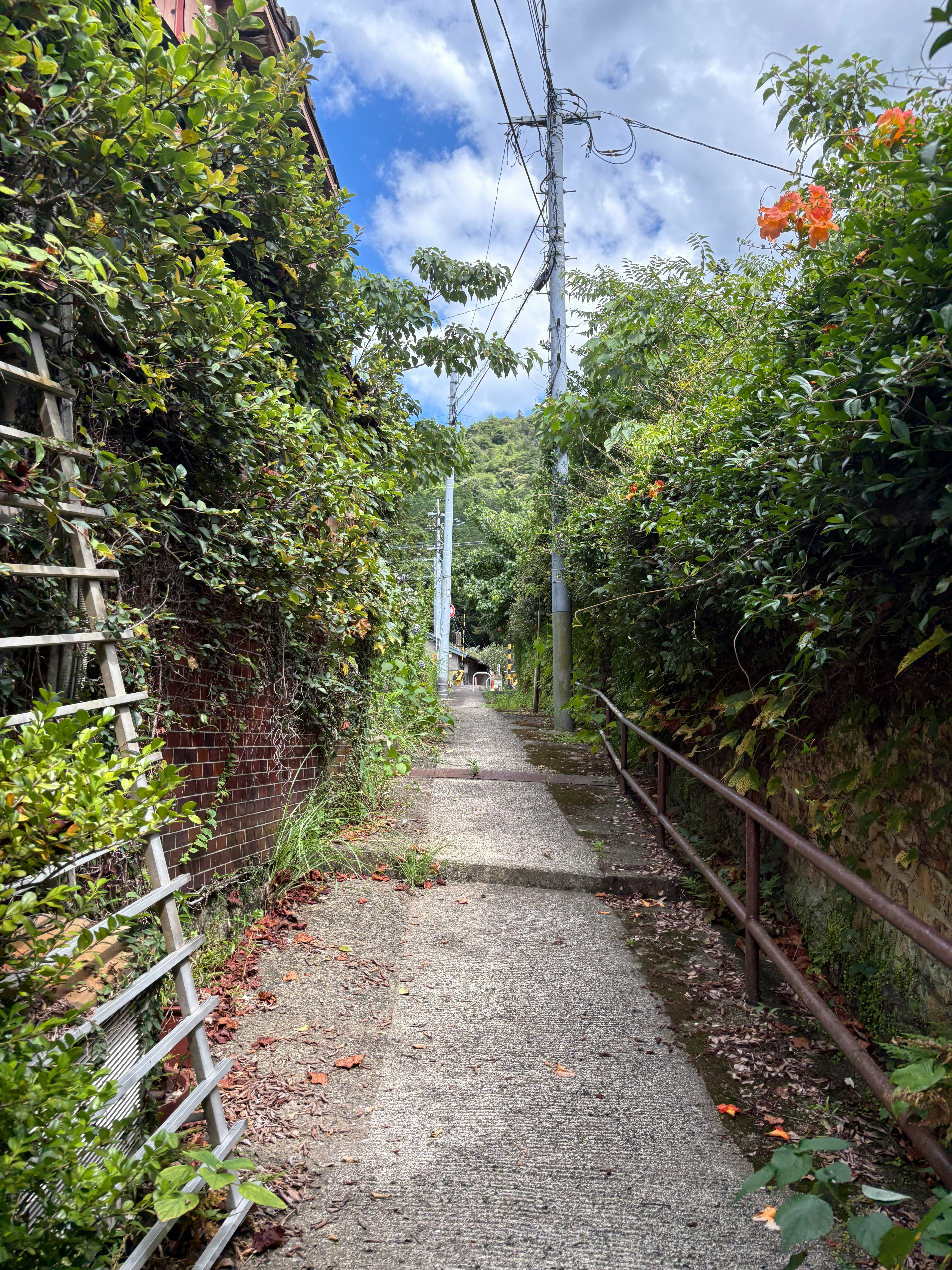 緑の生け垣に囲まれた小道のある自然の散歩道