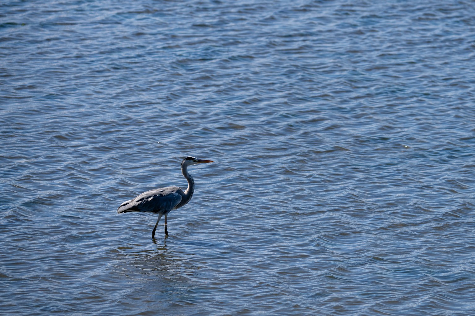 Una garza de pie en el agua azul