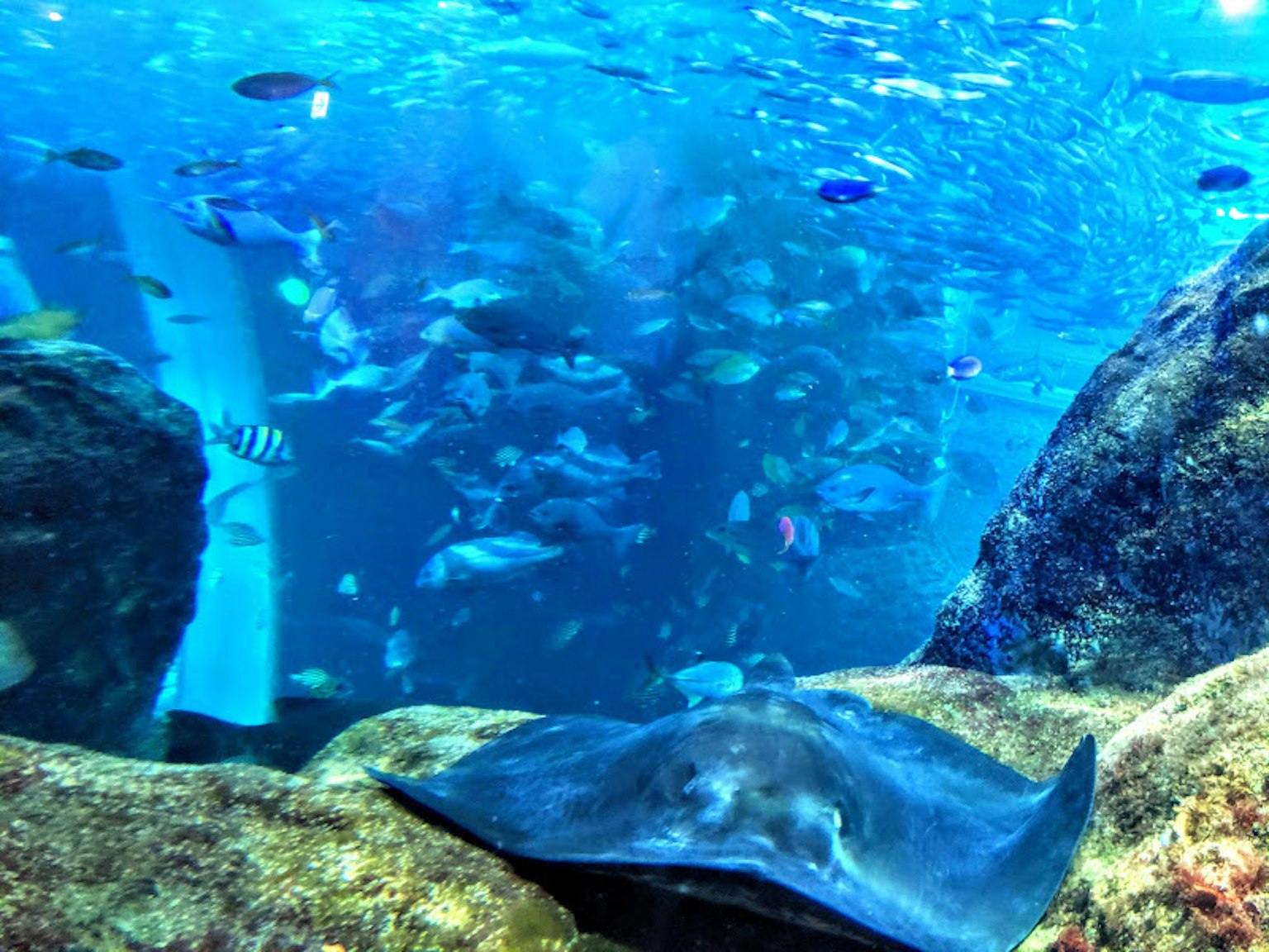 Aquarium-Szene mit einem Stachelrochen nahe Felsen und einer Vielzahl von Fischen im Hintergrund