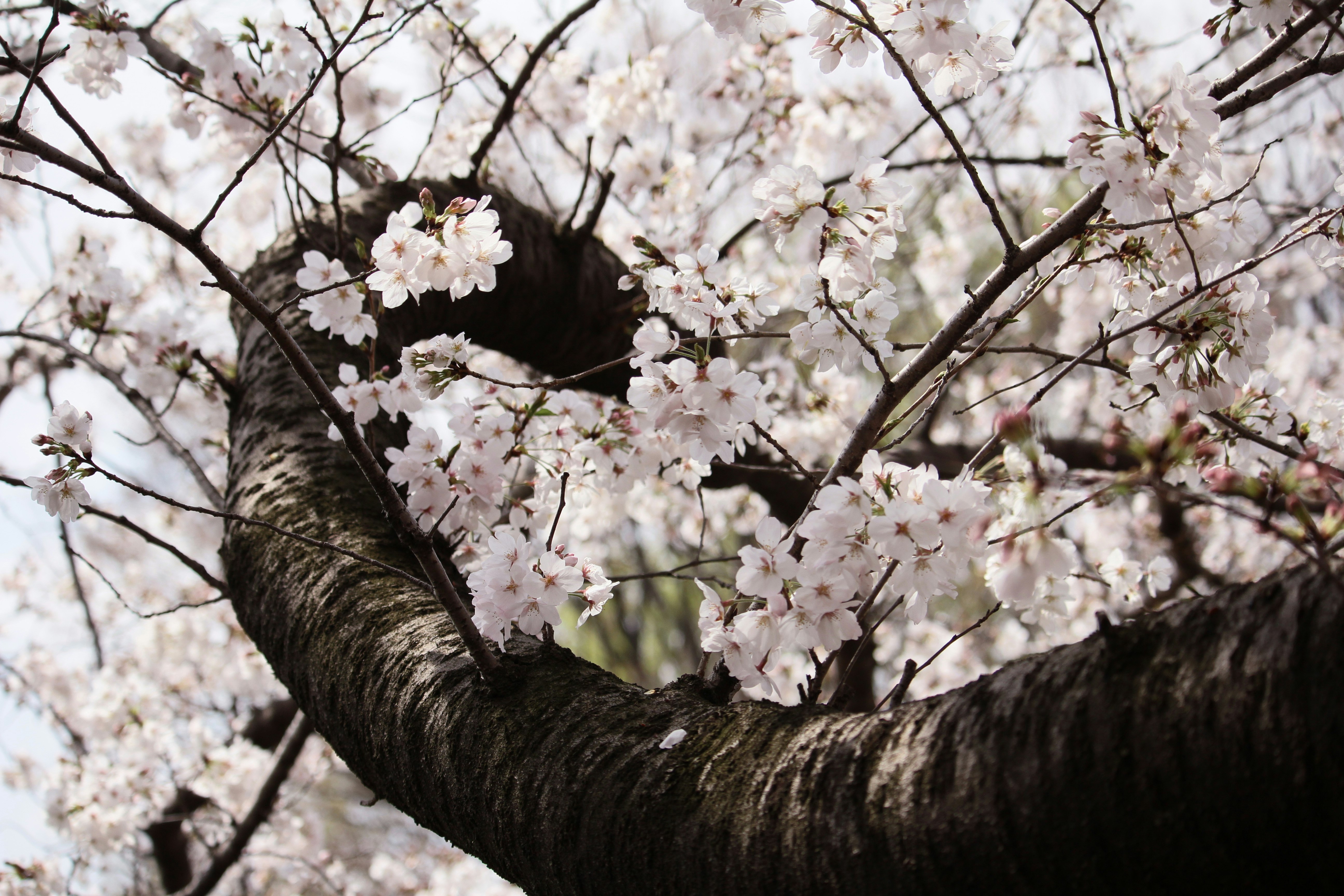 曲がりくねった桜の幹から咲く無数の花