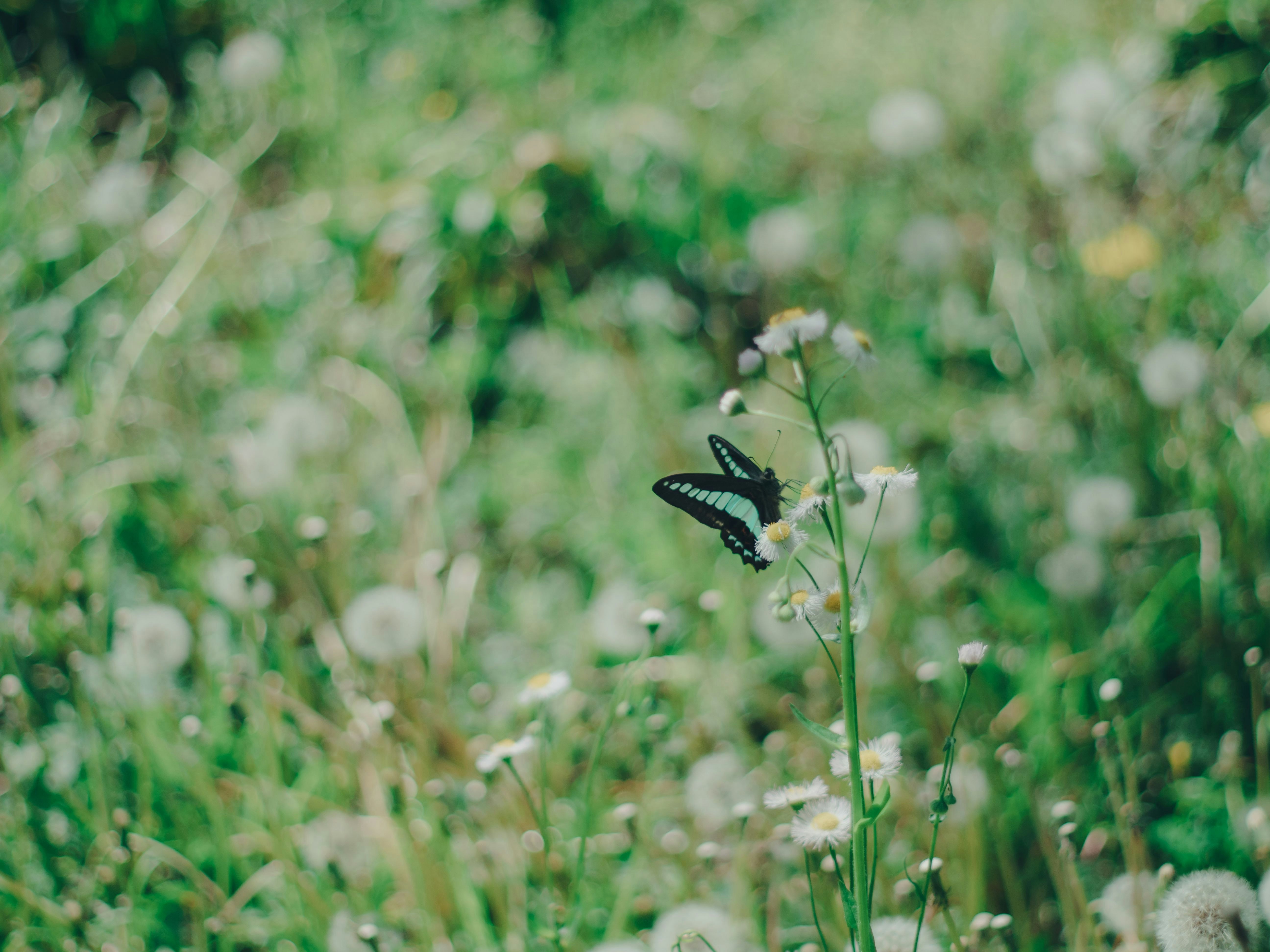 small flower and butterfly in a grassy field
