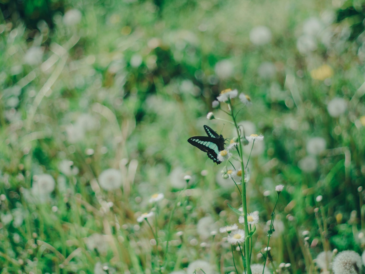 Un papillon noir se posant sur une fleur blanche dans une prairie verte