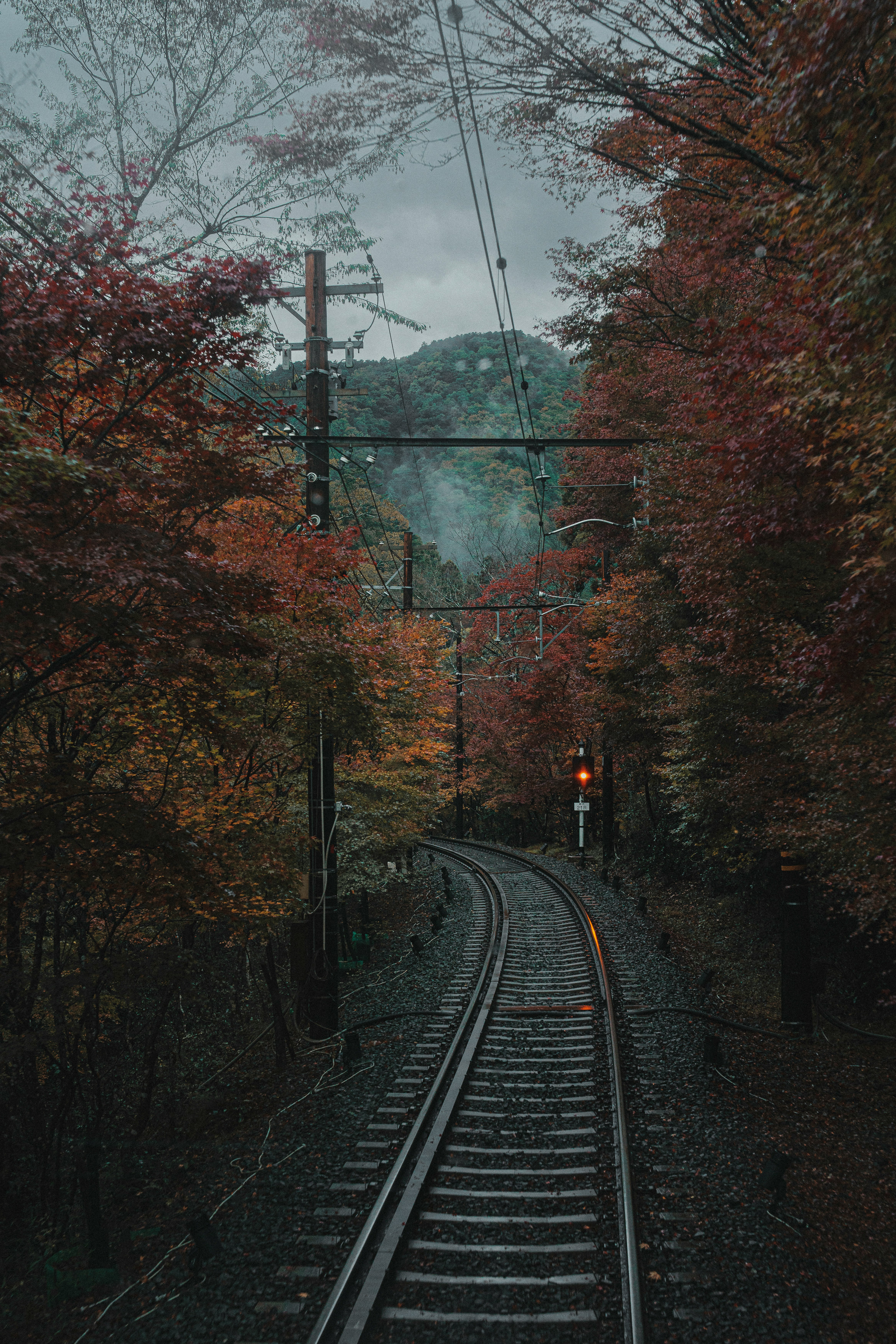 紅葉の並木とカーブする線路のある郊外の踏切風景