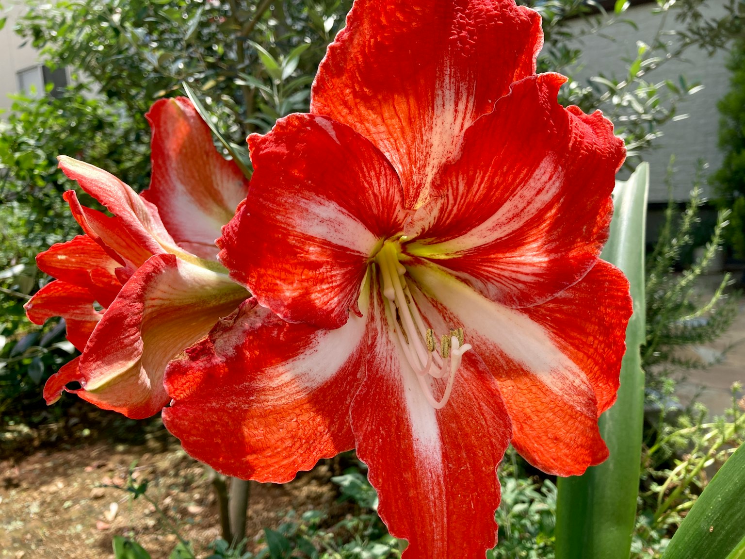 Blühende rote Amaryllisblüten in einem Garten
