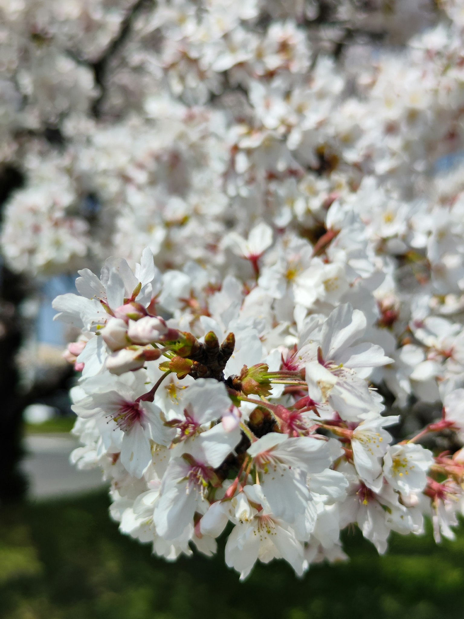 Acercamiento de flores de cerezo con pétalos blancos brillantes y hojas verdes