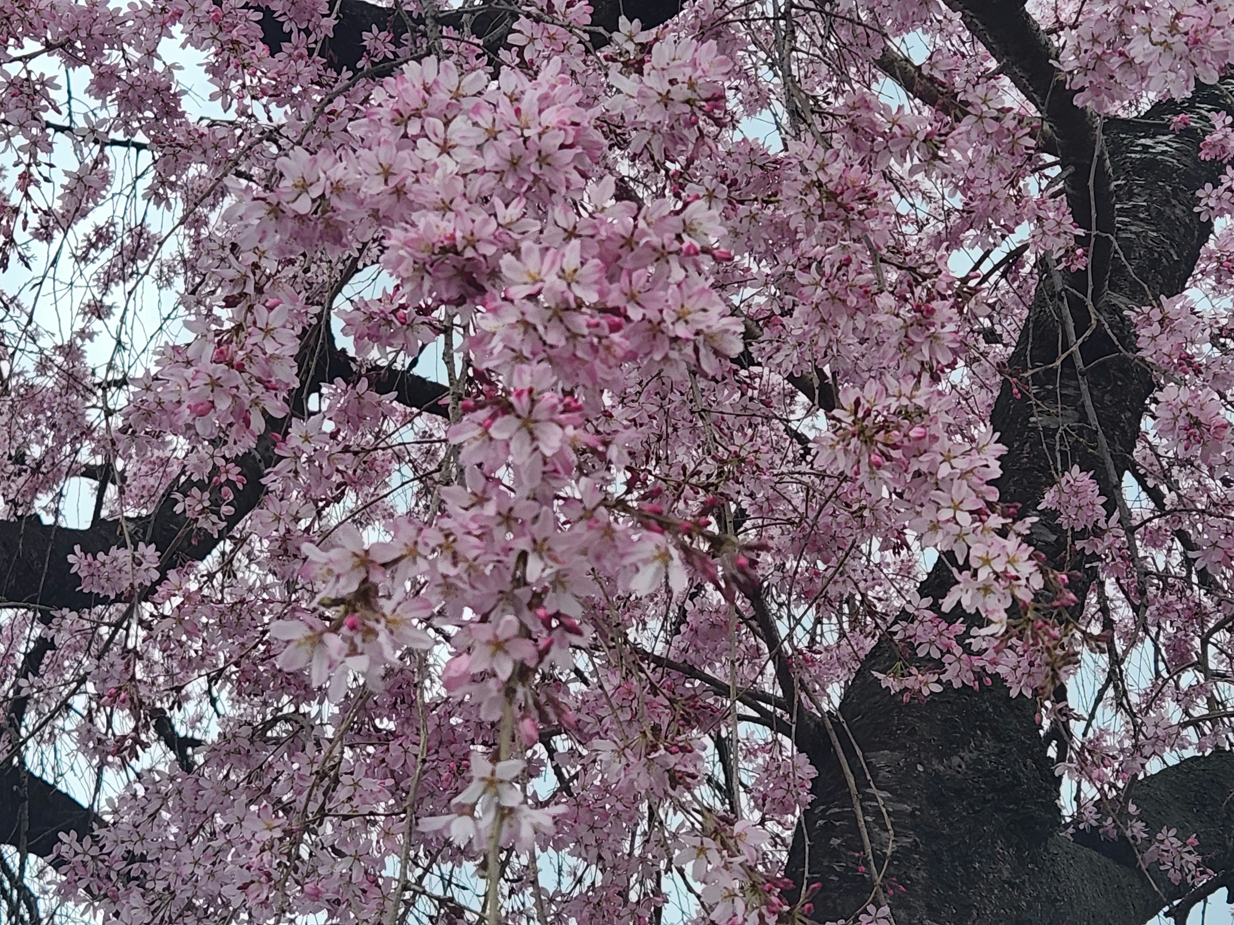枝垂れ桜の満開が広がる春の景色