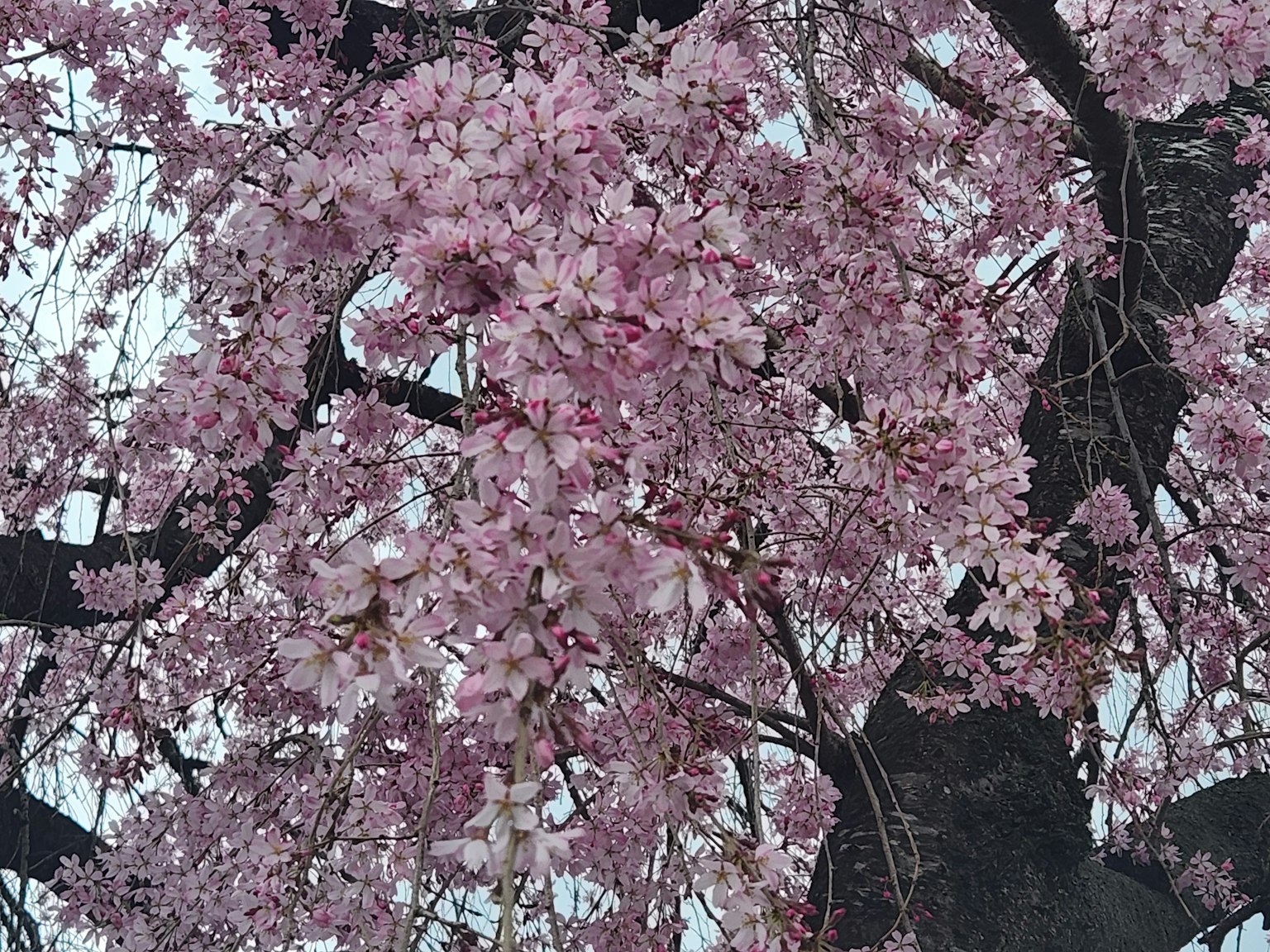 Nahaufnahme eines Kirschblütenbaums