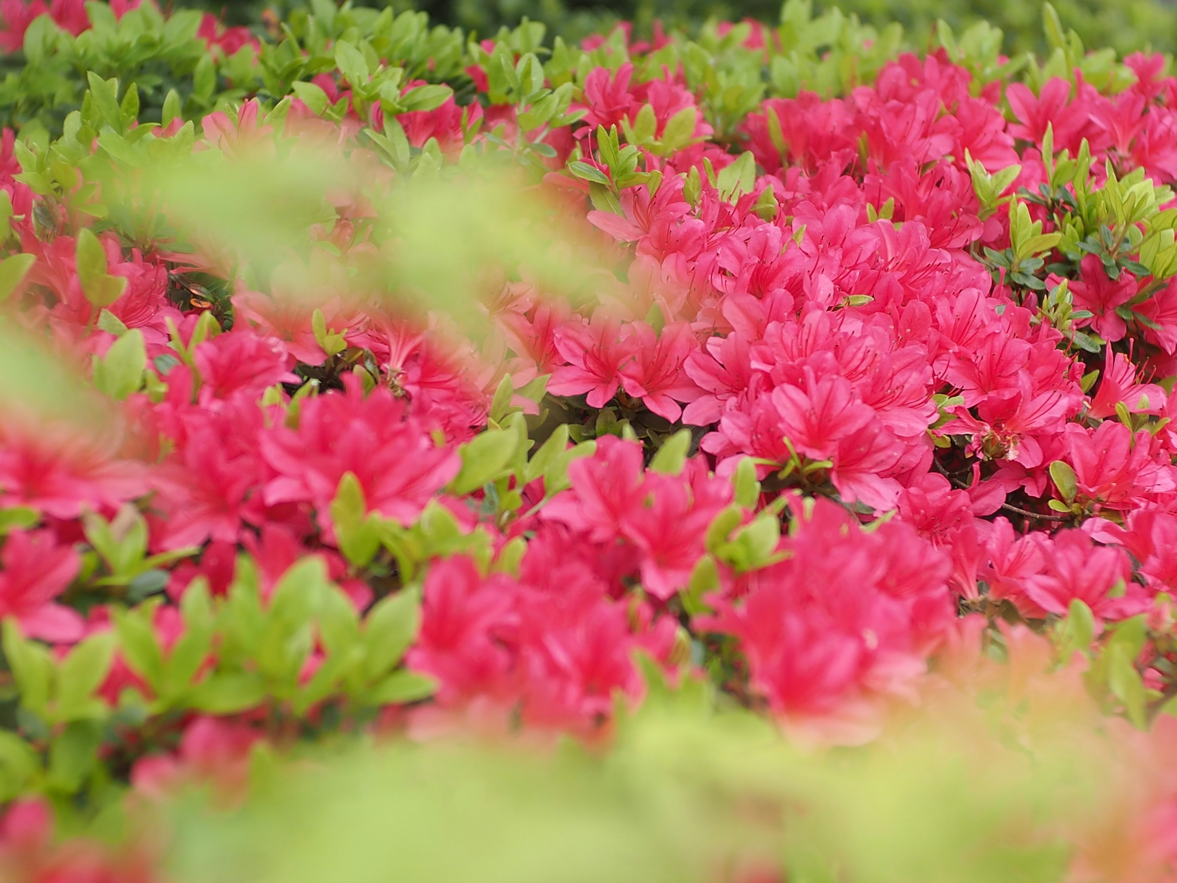 Nahaufnahme leuchtend pinker Blumen in voller Blüte