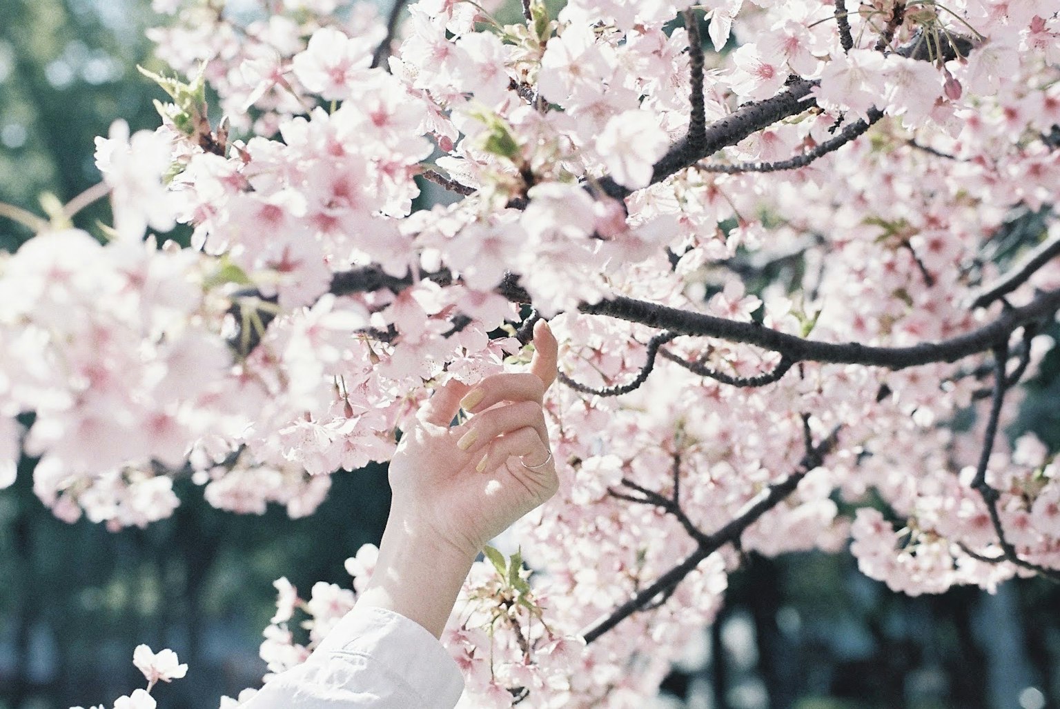 Hand, die zarte rosa Kirschblüten erreicht