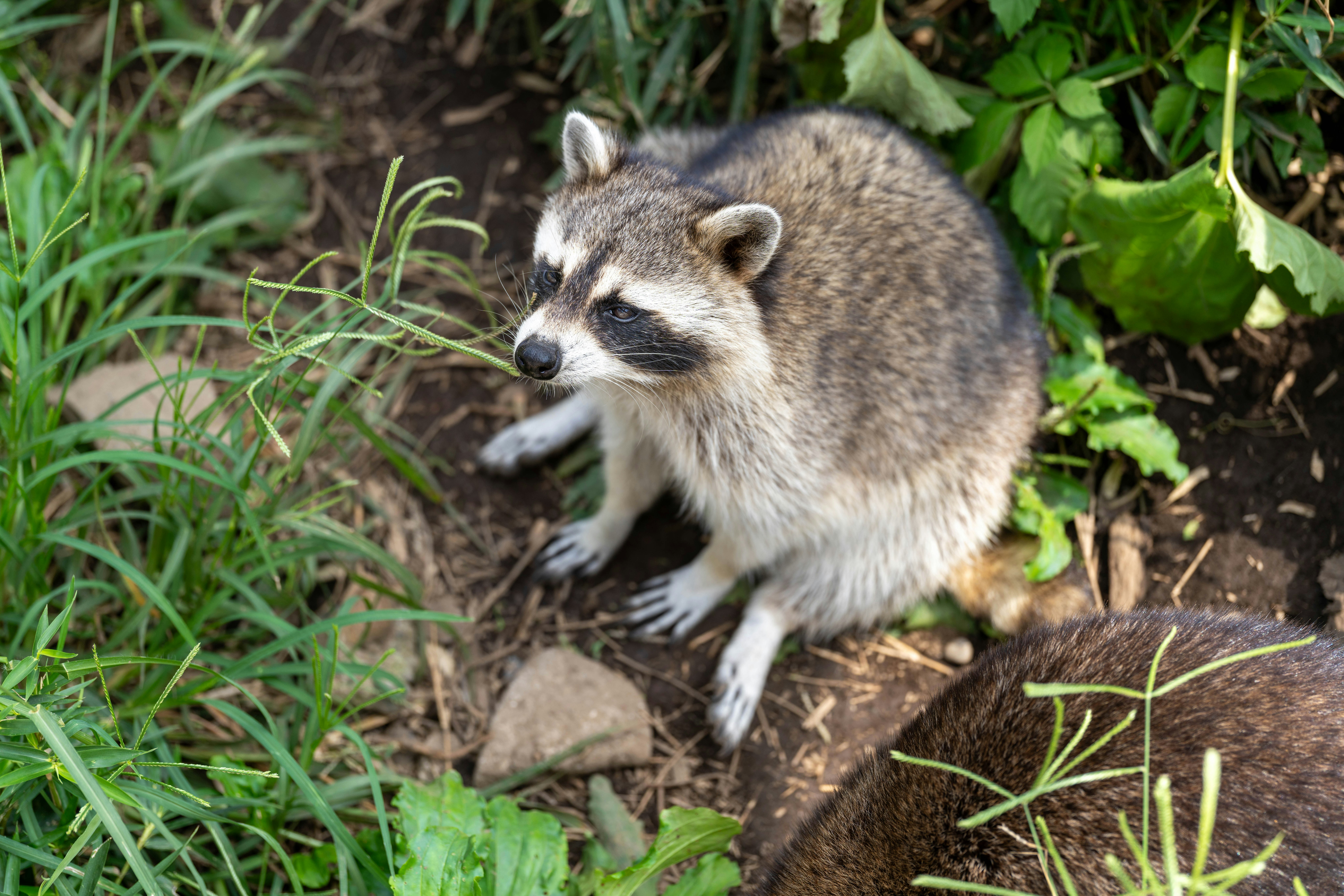 gấu trúc mèo (raccoon) đang tìm thức ăn trong cỏ và bụi cây