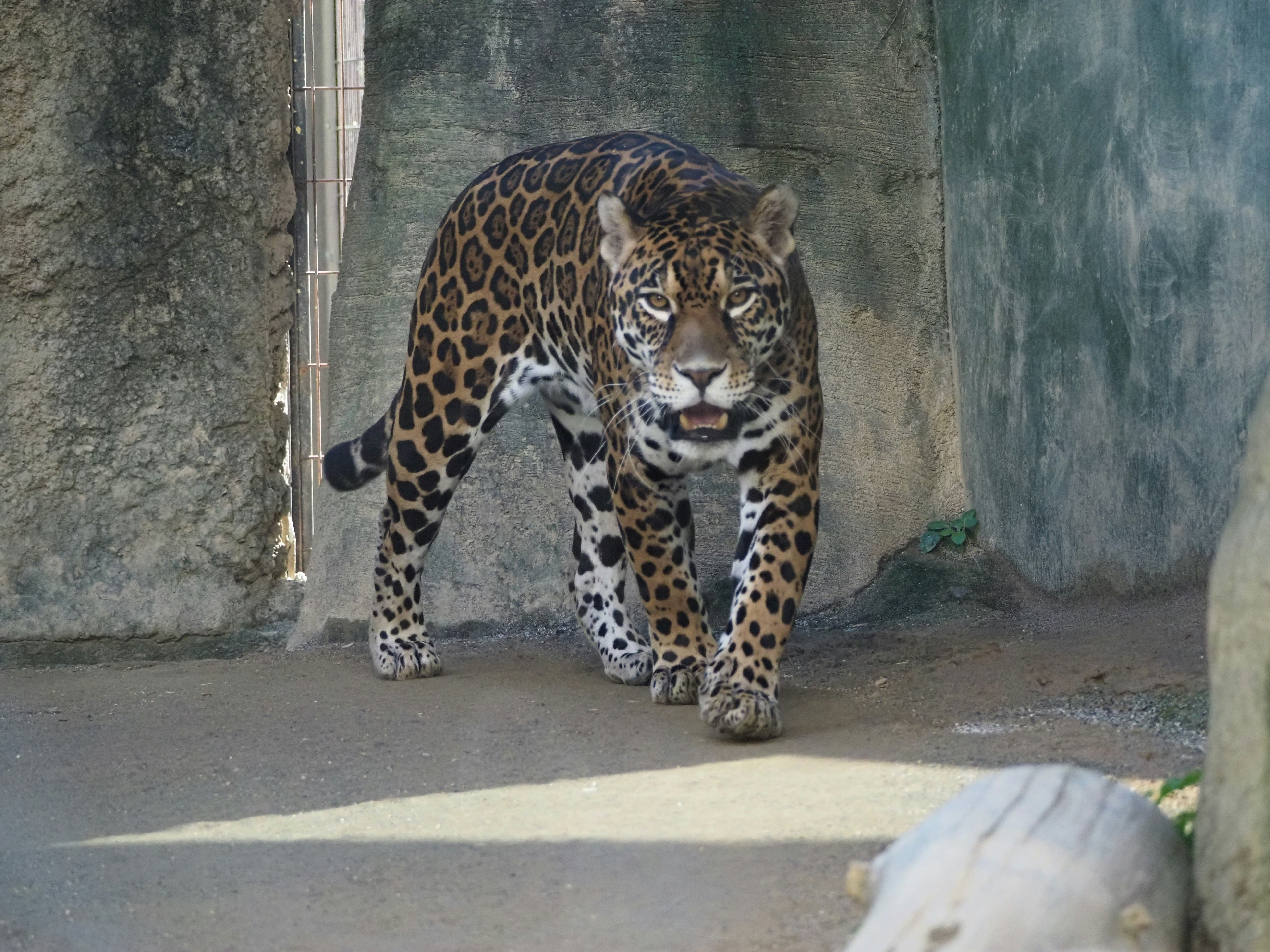 日本平動物園の檻の前に立つジャガー