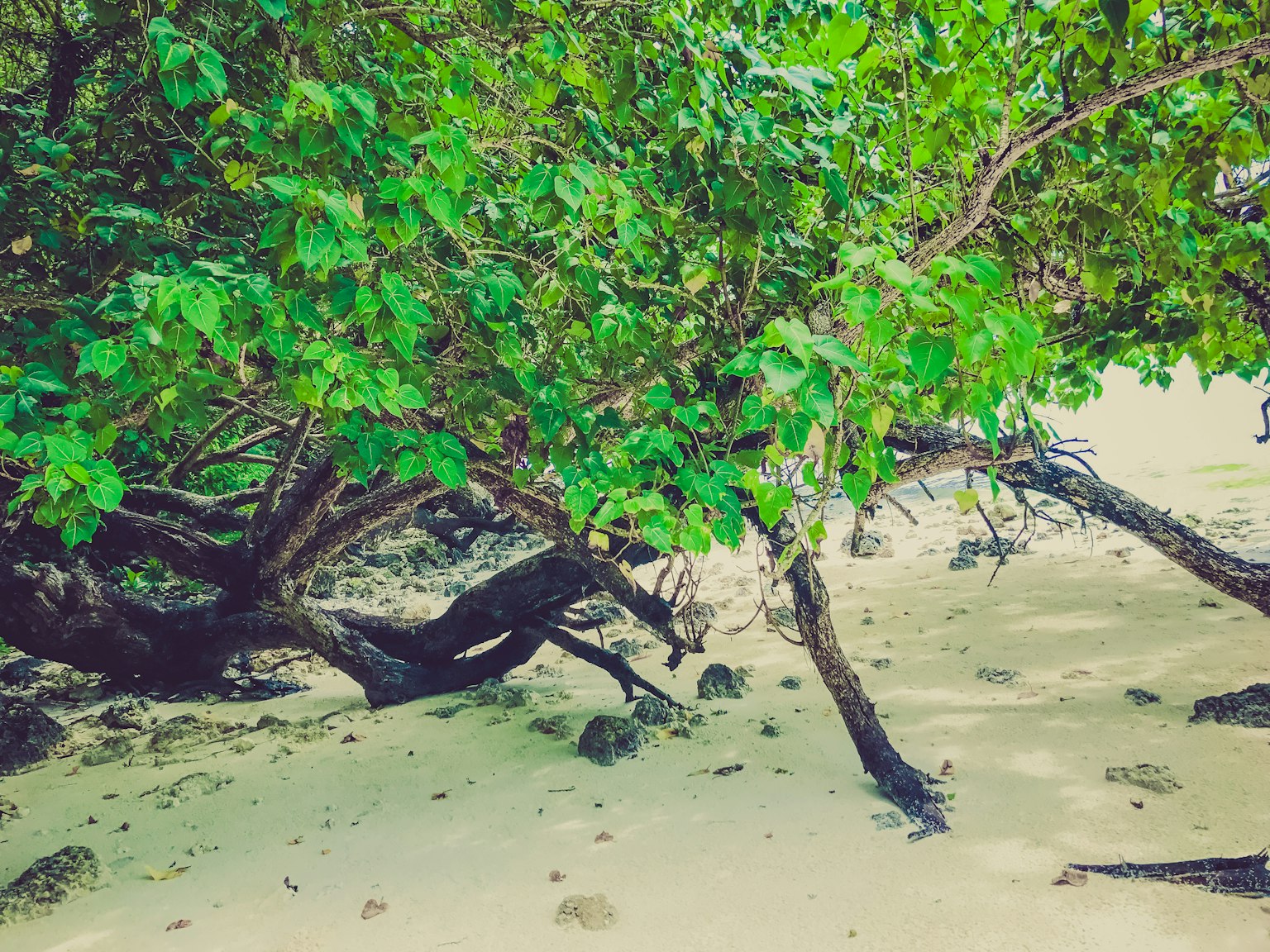 Alberi verdi lussureggianti che circondano una scena di spiaggia sabbiosa