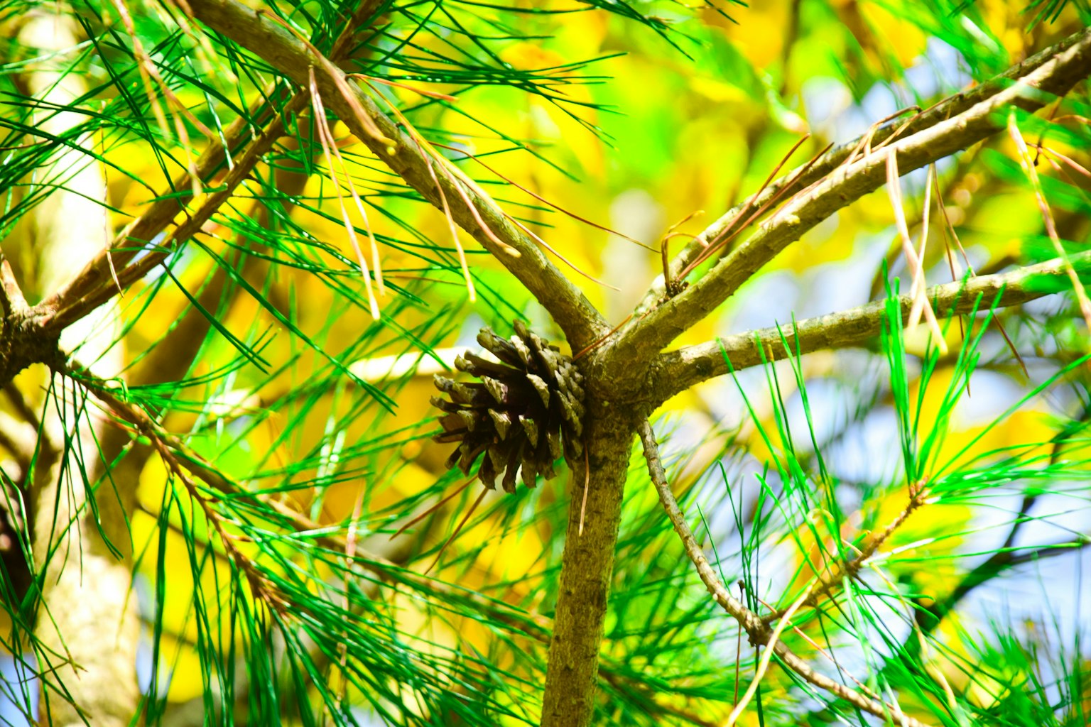 Pisang pinus tergantung pada cabang dikelilingi daun hijau