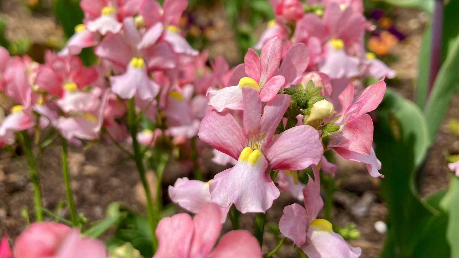 Fleurs roses magnifiques en fleurs dans un jardin