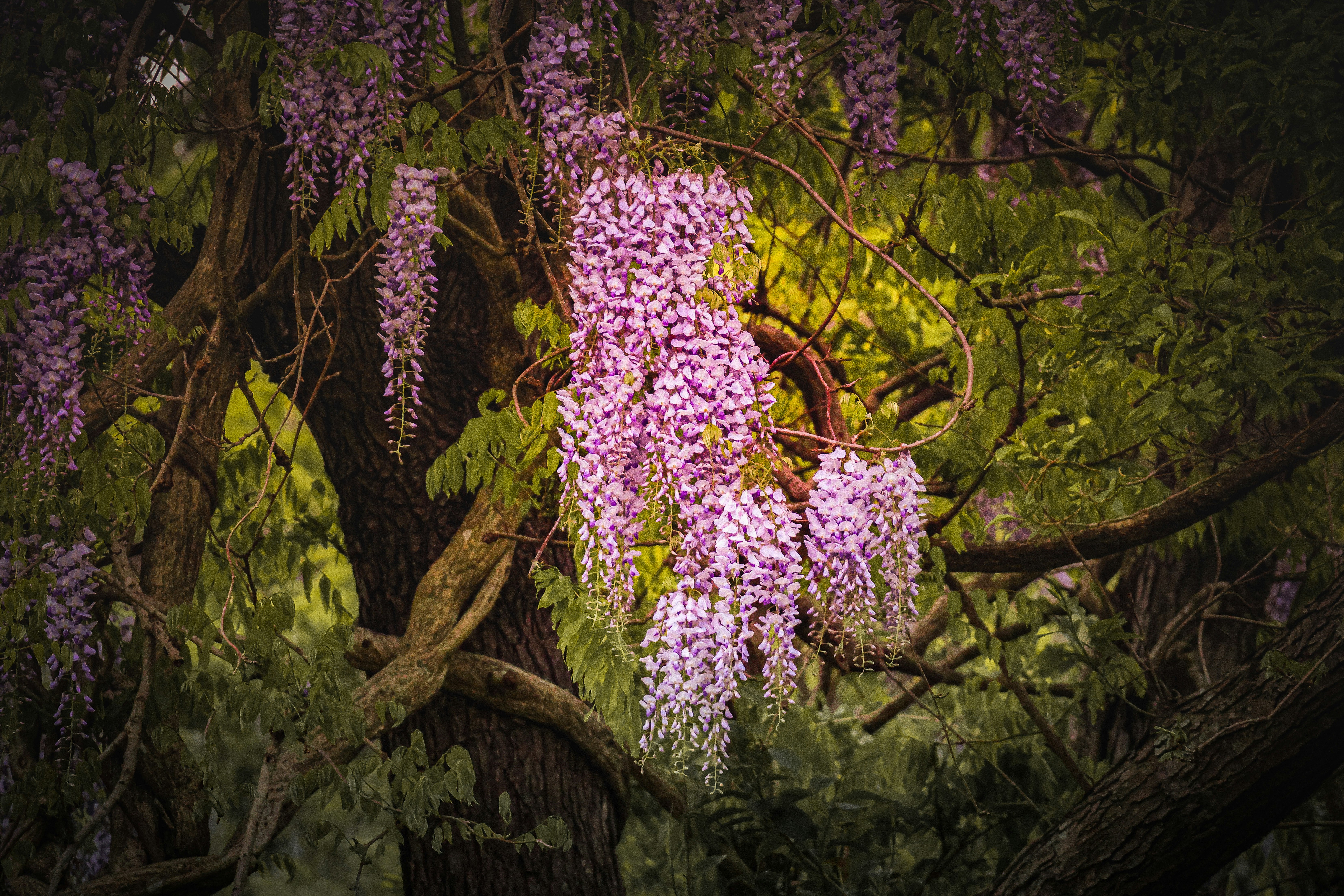 紫の藤の花が枝に咲く木の花房