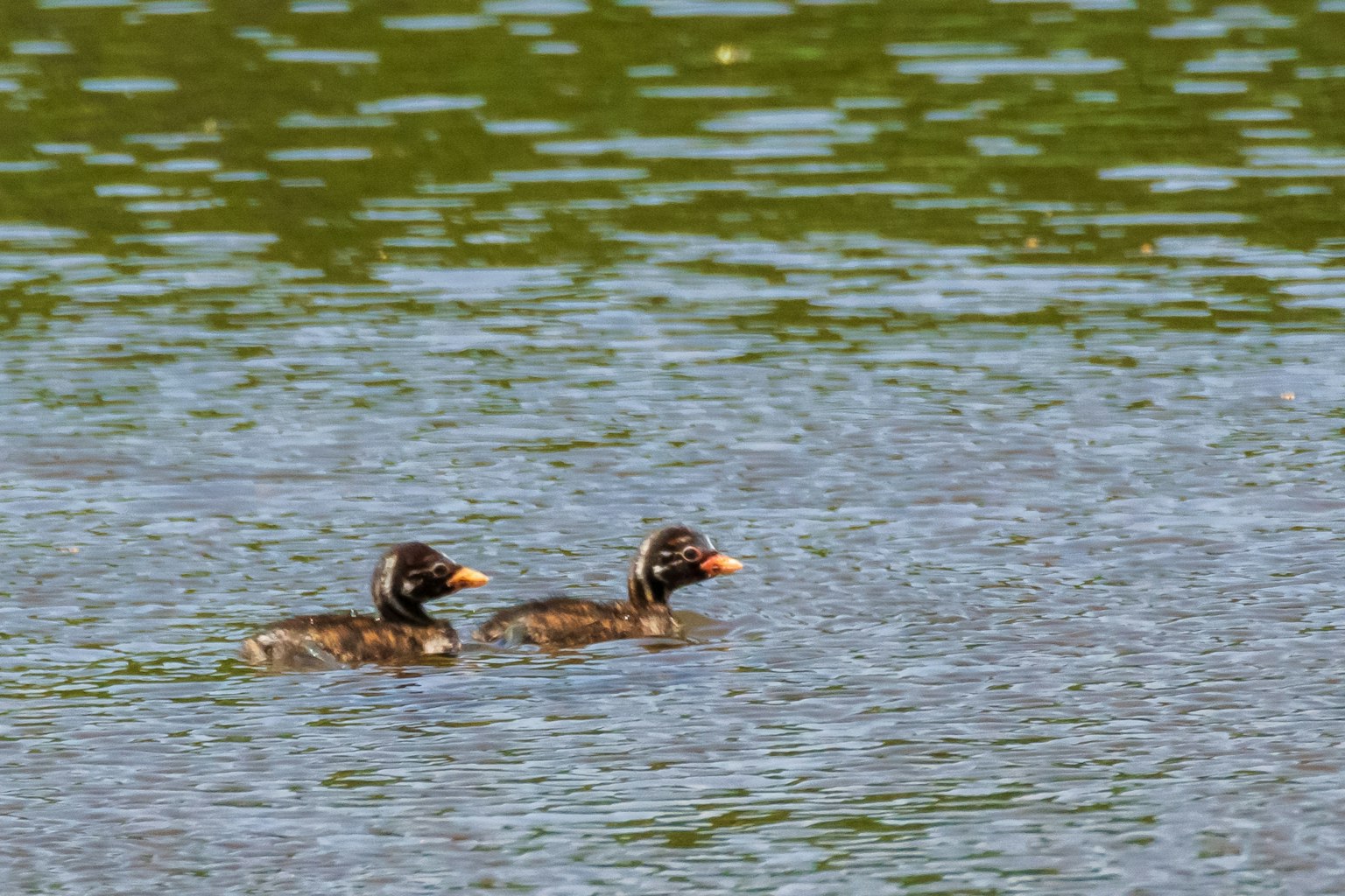 Two small birds swimming on the water surface