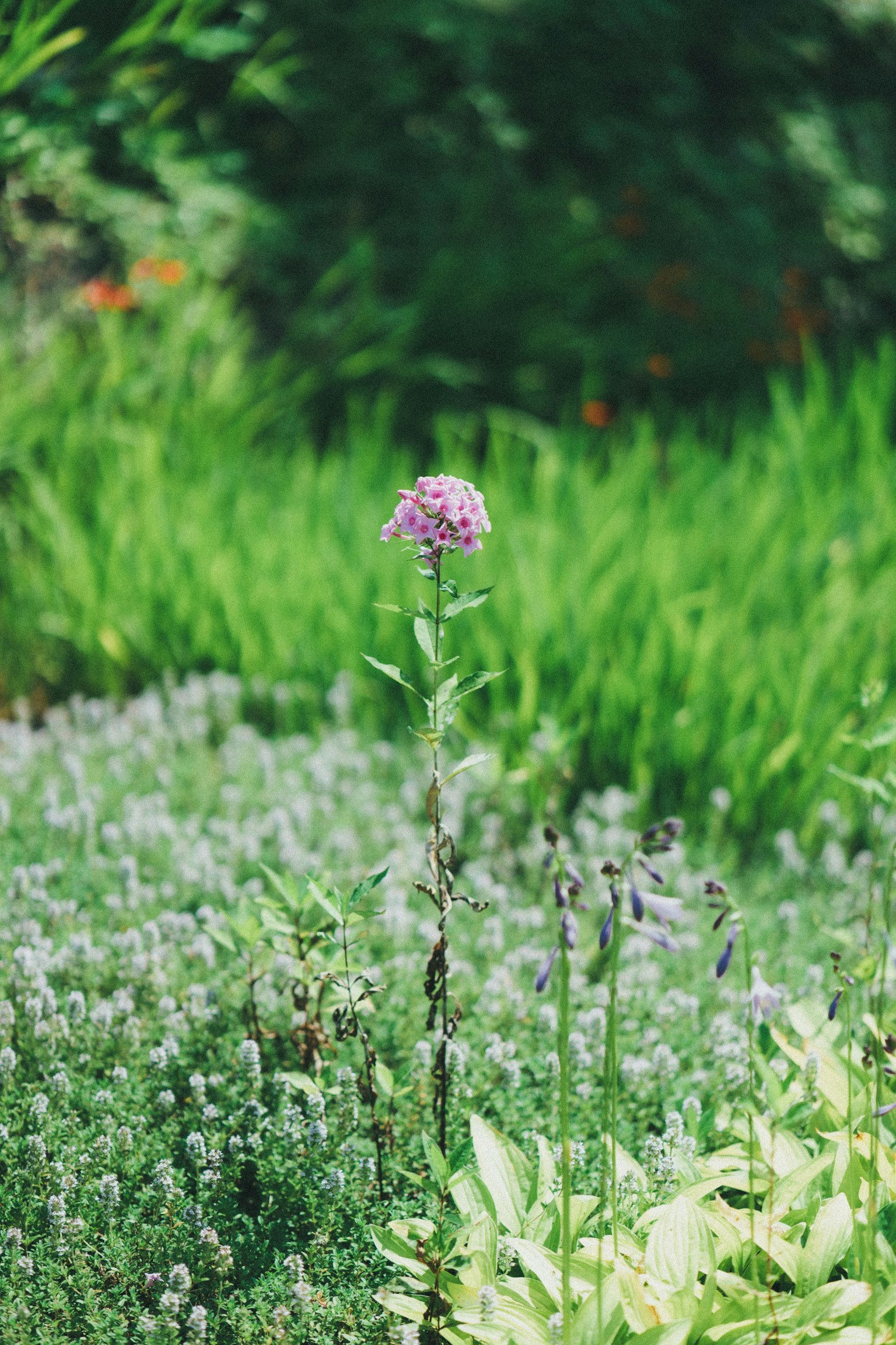 Una alta flor morada que se eleva entre el follaje verde