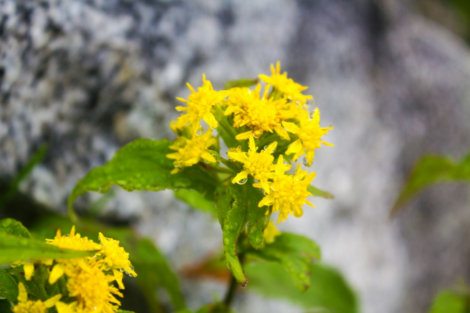 Yellow flowers blooming near a rock