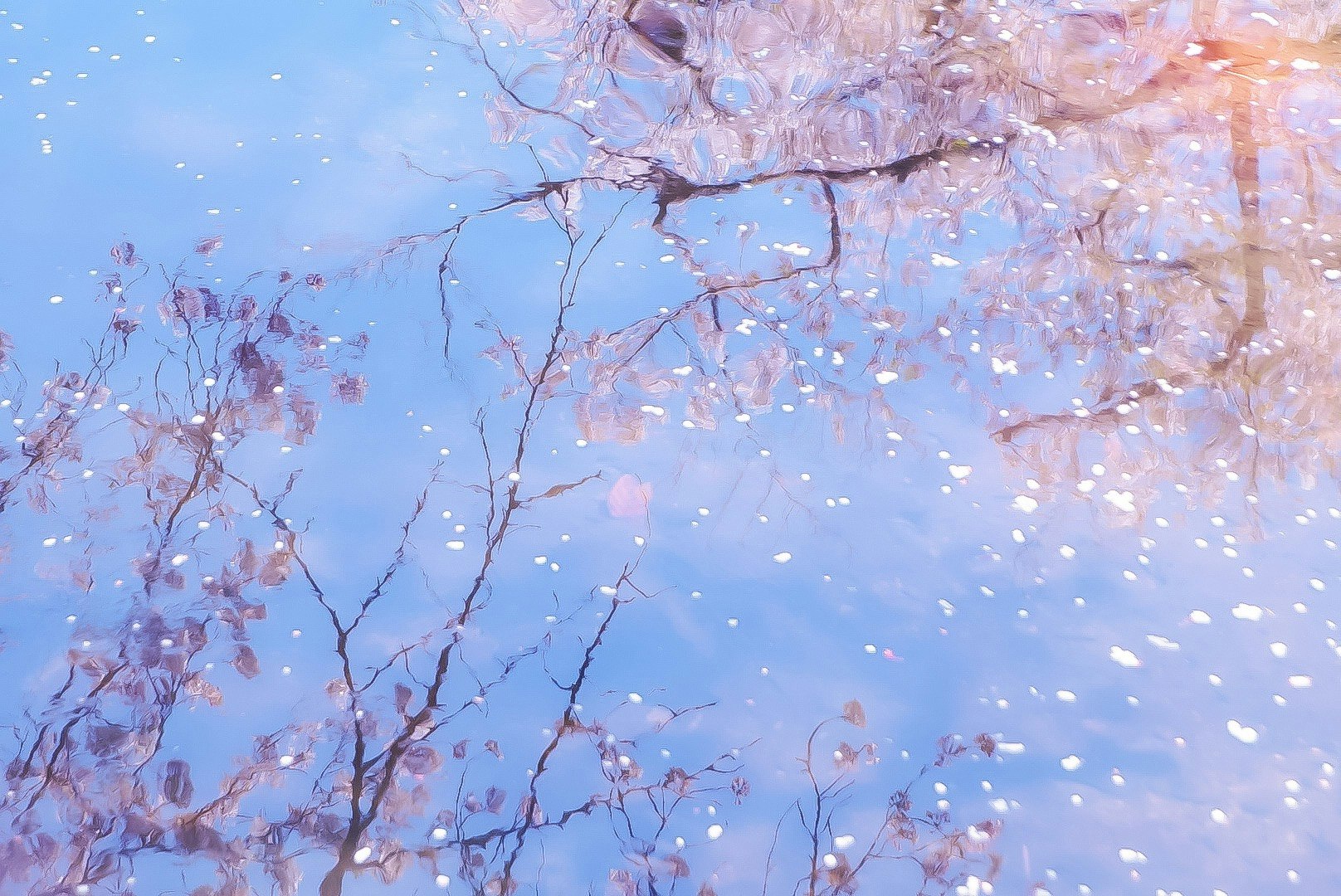 蓝天背景下的樱花枝与飘落花瓣