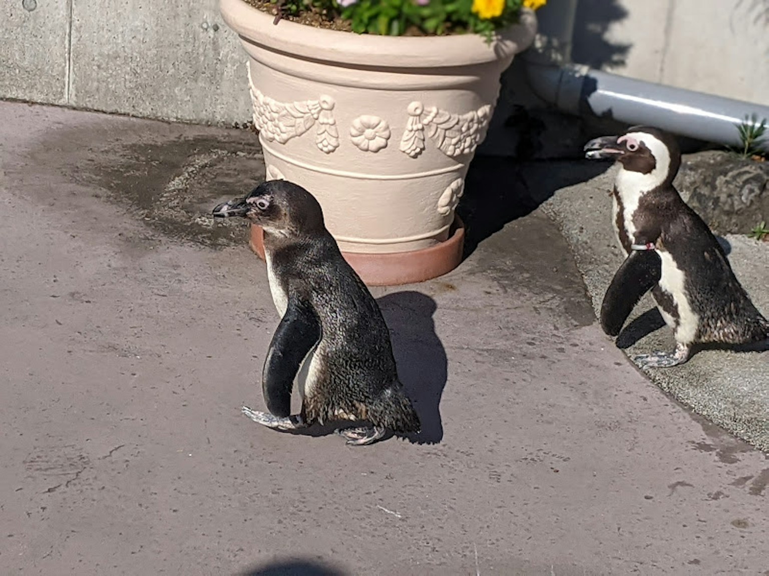 Dos pingüinos cerca de una maceta