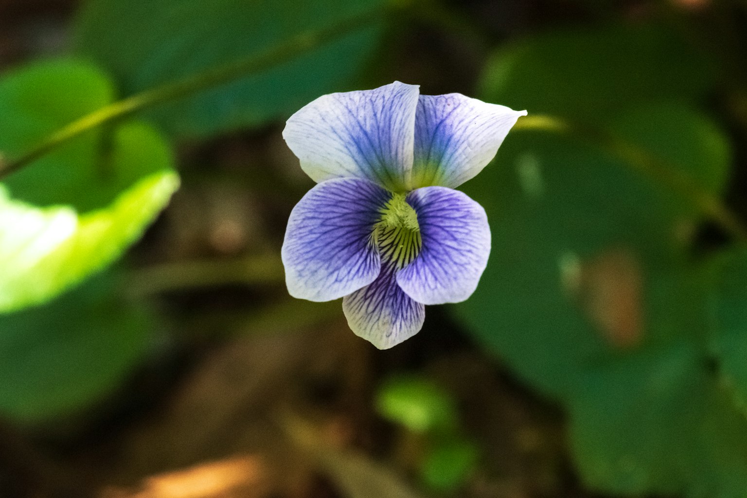 ดอกไวโอเล็ตที่มีกลีบสีม่วงบานอยู่ท่ามกลางใบไม้สีเขียว