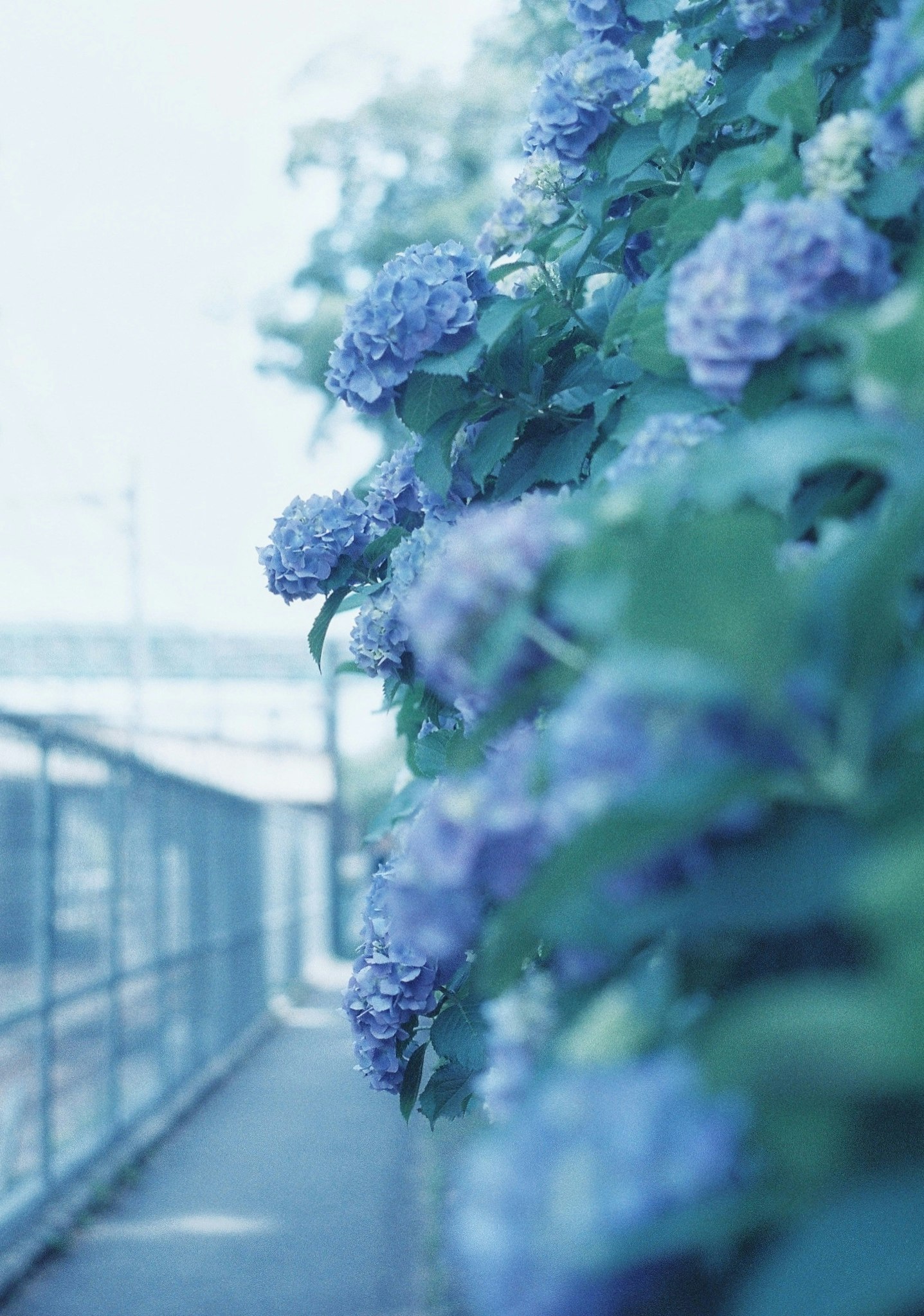 線路沿いに咲く紫のアジサイの花