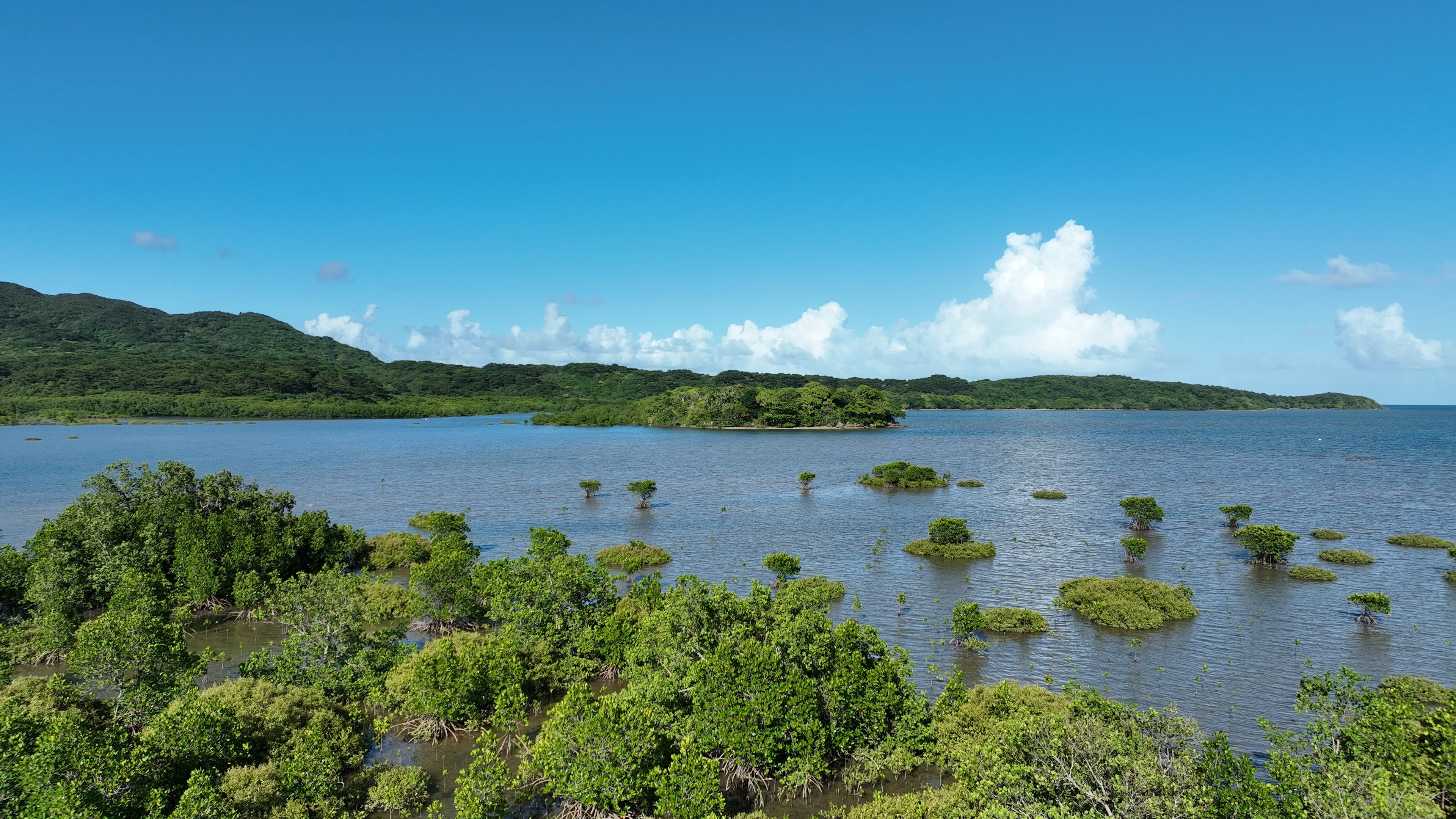 緑の島と水面に浮かぶ植生が広がる湖の風景