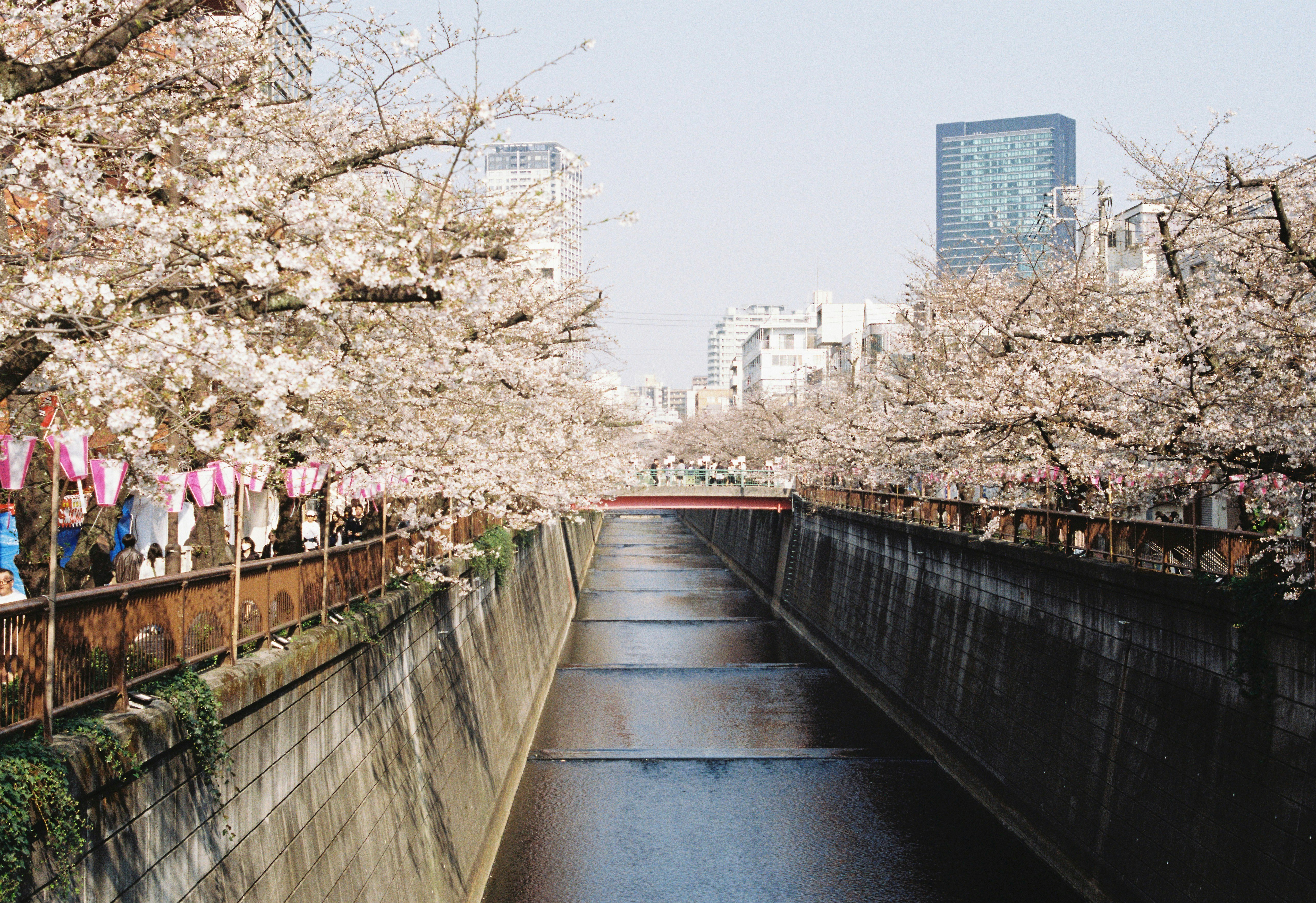 桜並木が続く川沿いの遊歩道