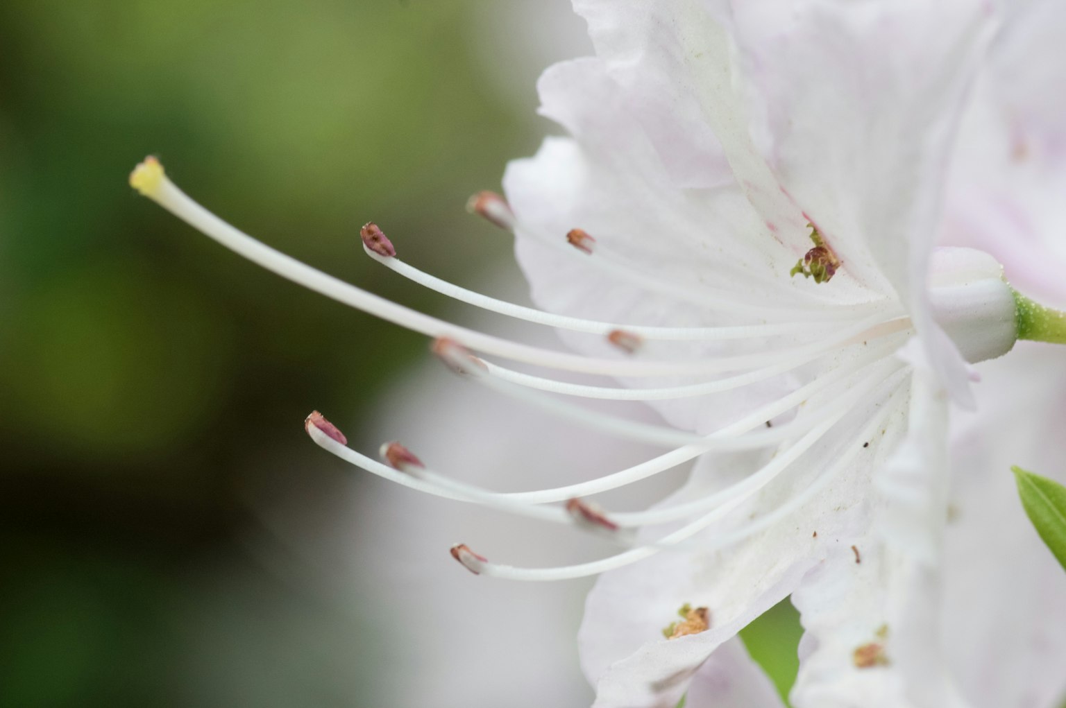 Primer plano de una flor blanca que muestra estambres alargados y hojas verdes