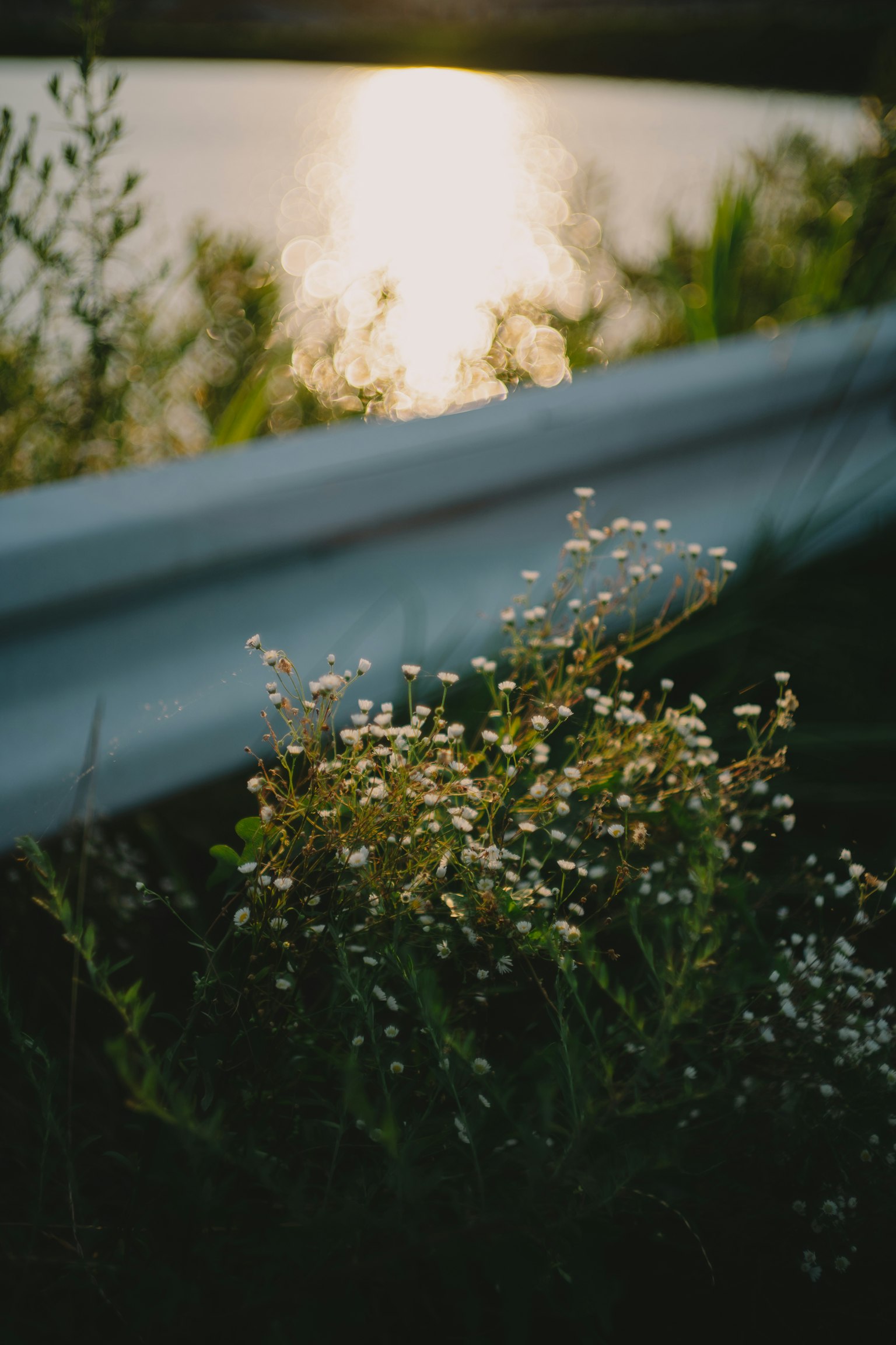Garde-corps en métal près de fleurs blanches avec un reflet du coucher de soleil dans l'eau