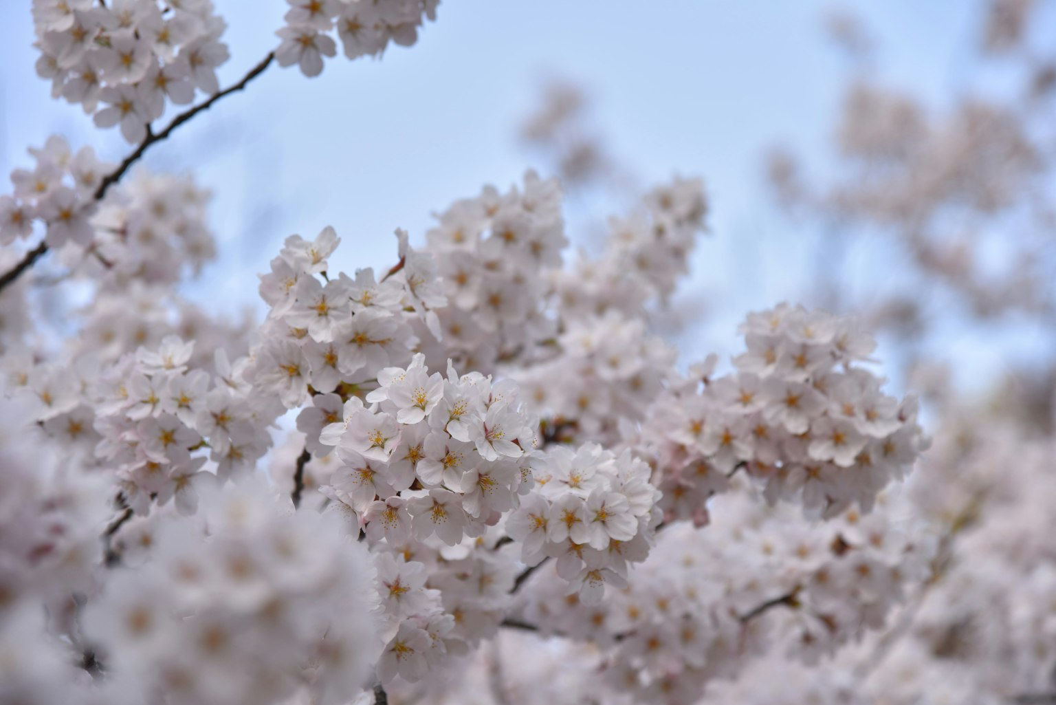 Nahaufnahme von blühenden weißen Kirschblüten an Ästen