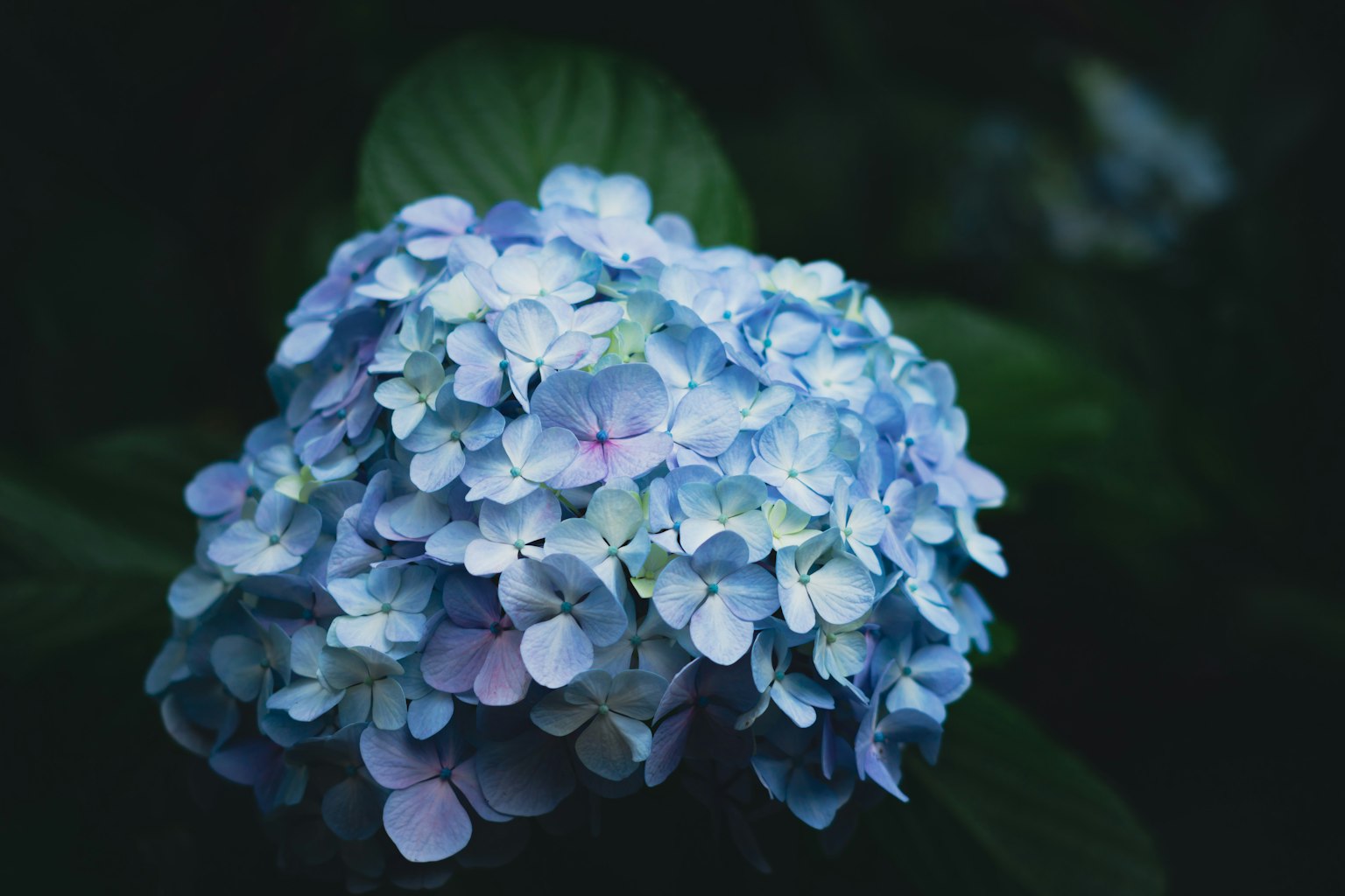 A blue hydrangea flower blooming against a dark background